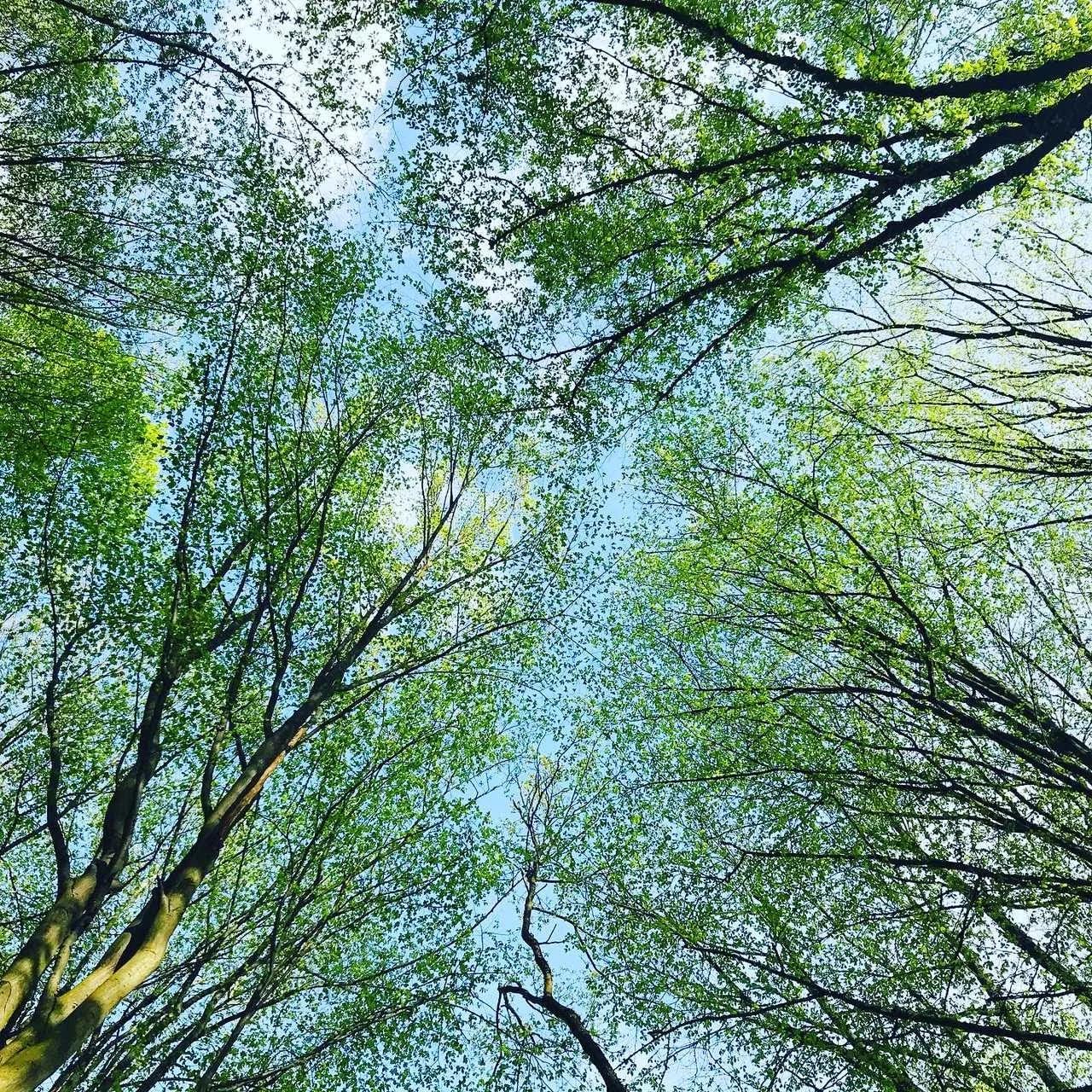 Start Planting Trees with 9Trees | Carbon Balancing UK - 9Trees CIC