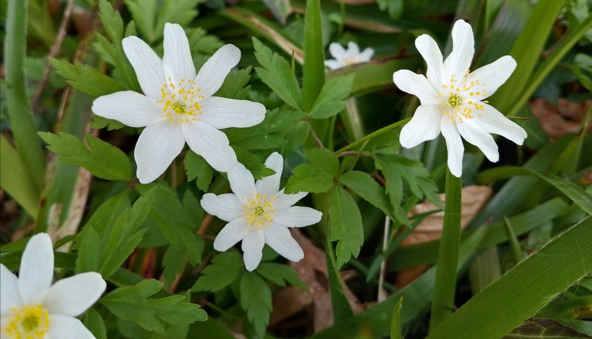 Wood anemone (Anemonoides nemorosa) 9Trees CIC - Wales