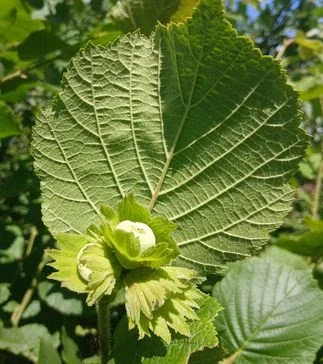 agroforestry 1