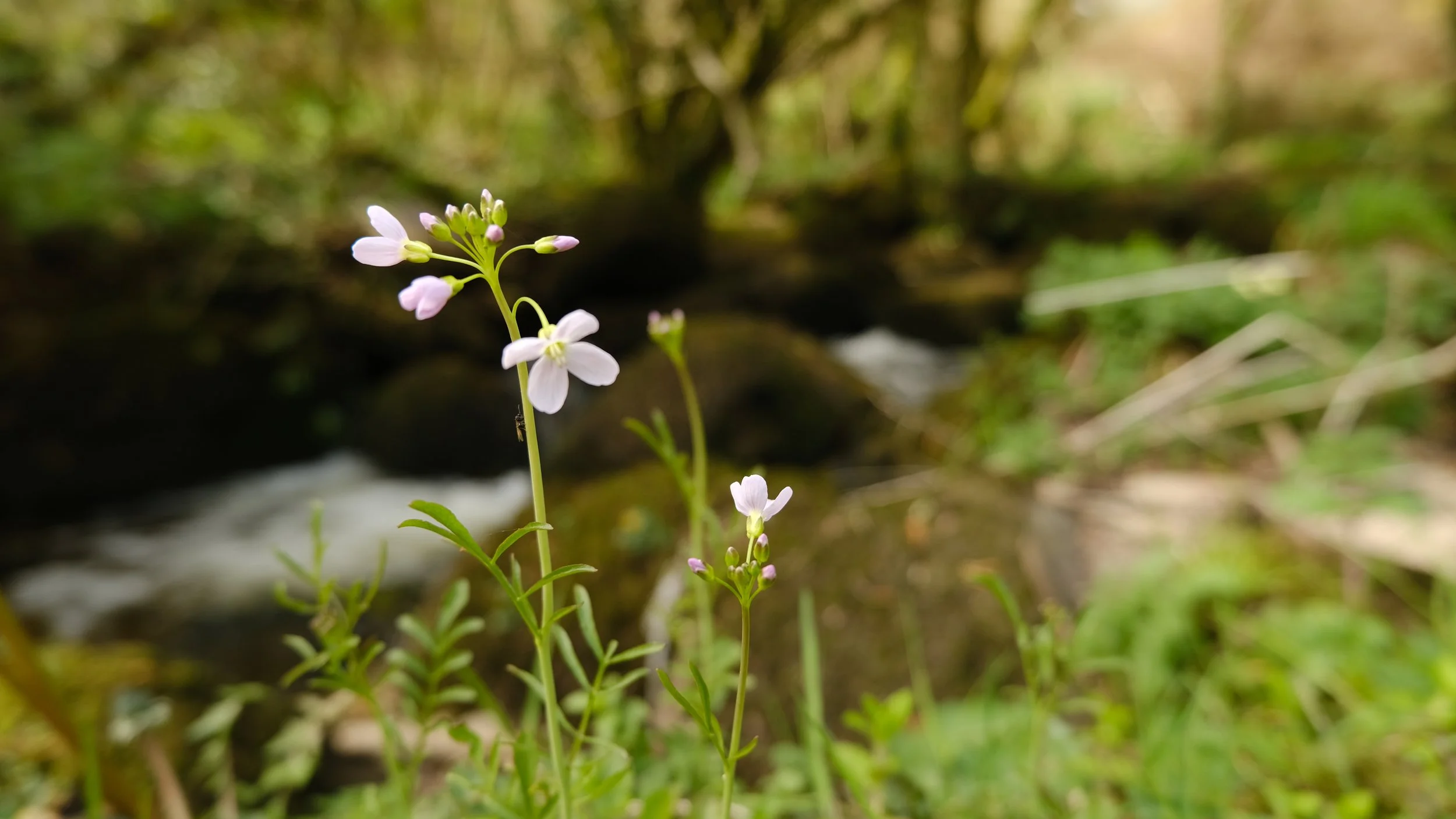 A tiny white flower at the end of a green stalk near a stream in the back ground