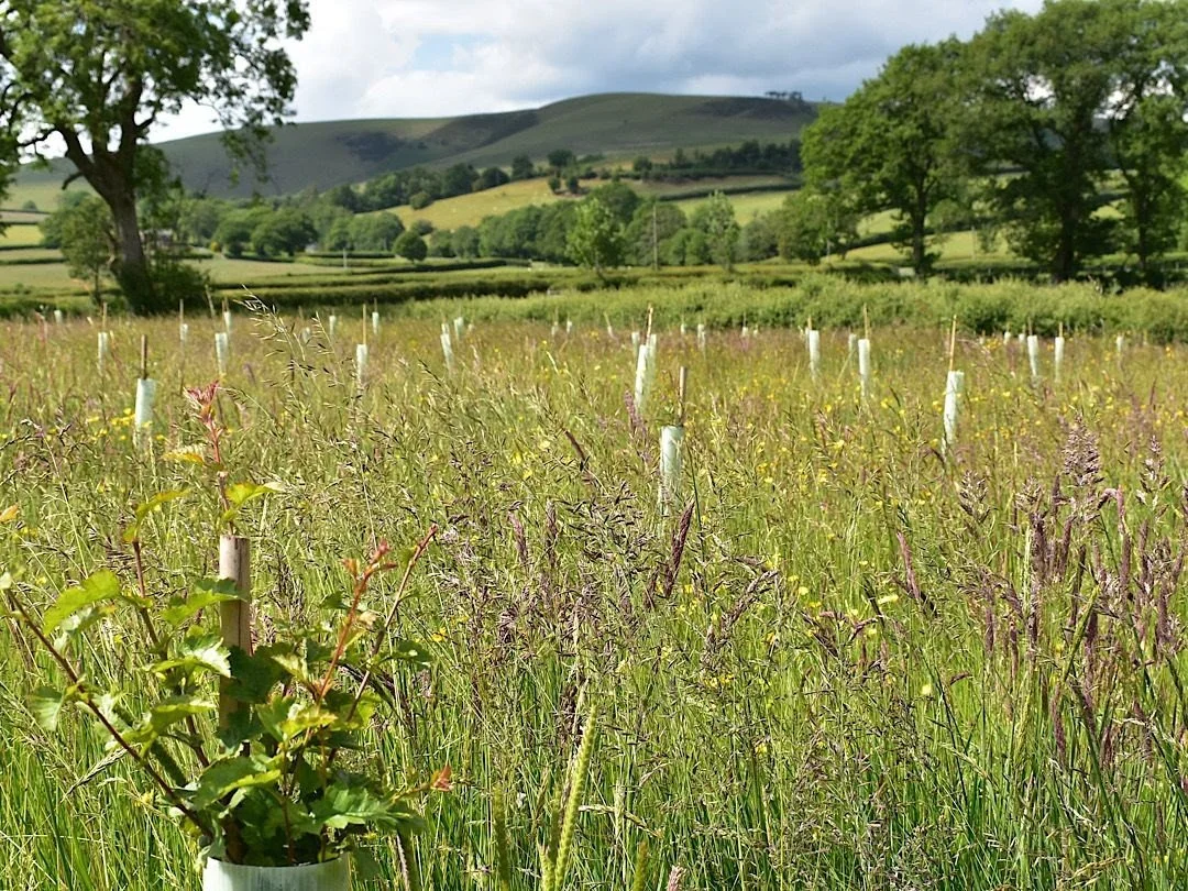 Planting Site_newsletter.jpg