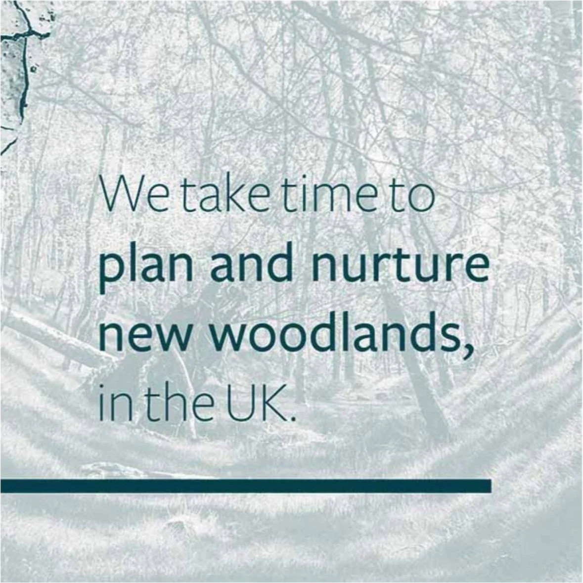 We take time to plan and nurture new woodlands in the UK.
