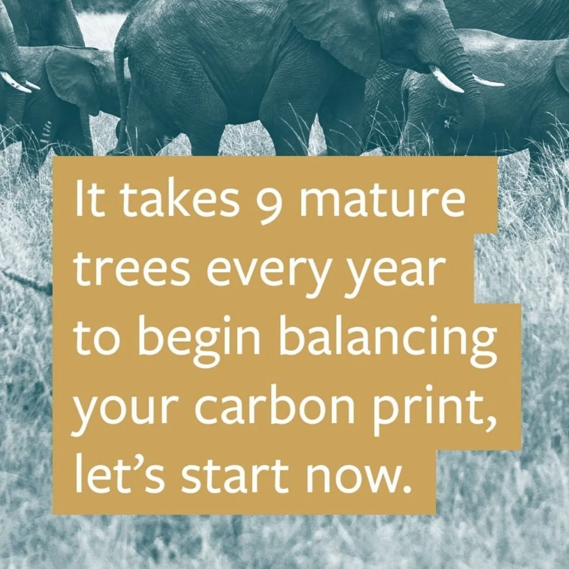 It takes 9 mature trees every year to begin balancing your carbon print