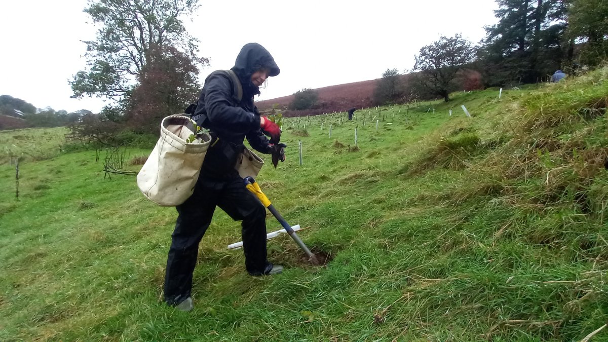 9Trees Trees Management