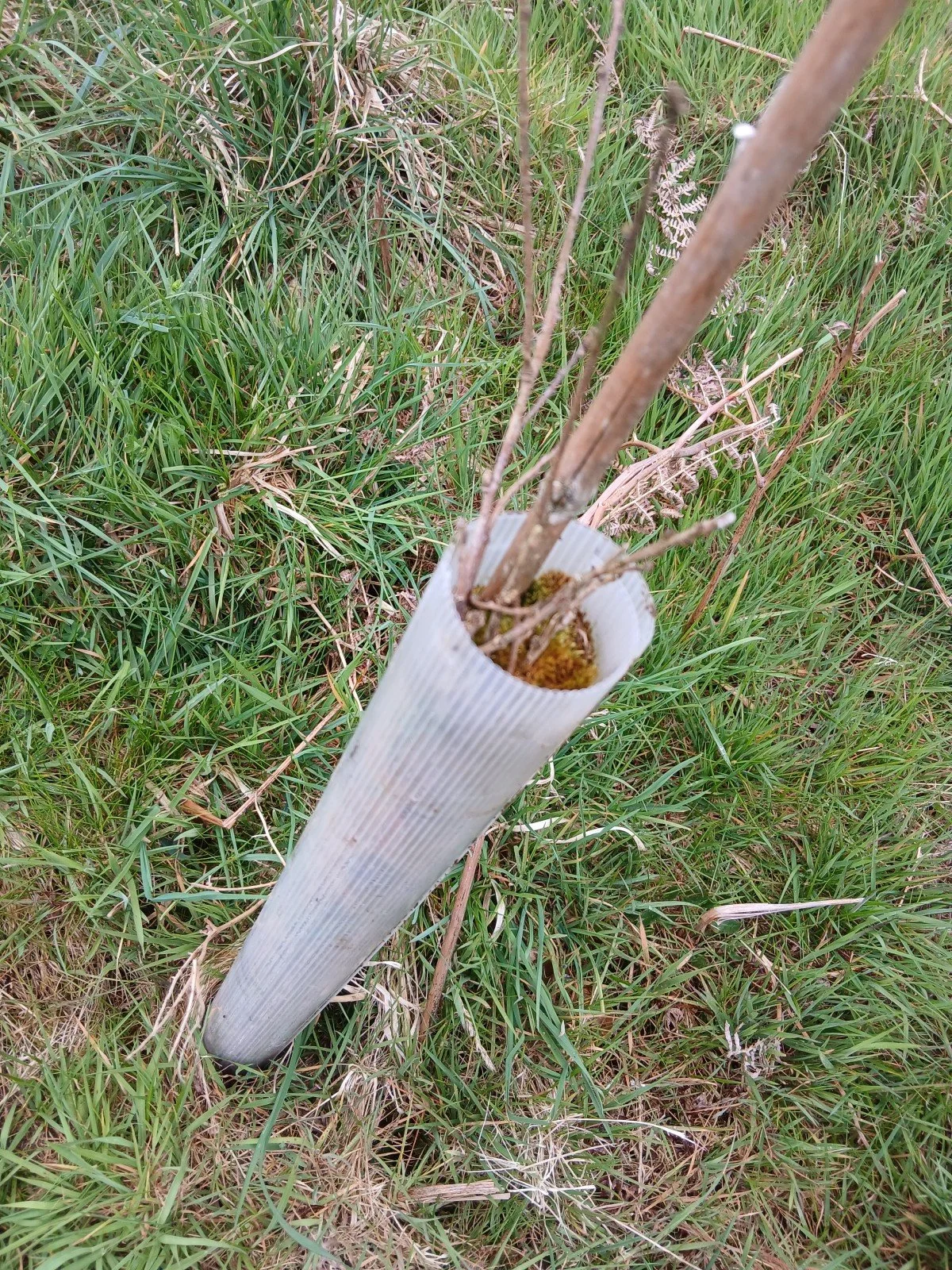 baby tree