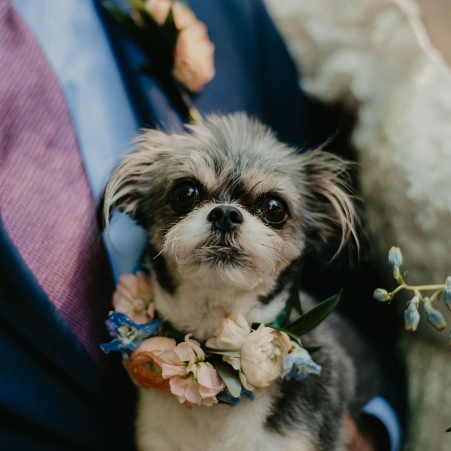 Looking for a way to brighten up your wedding day? May we suggest a hint of lavender for color, bubble guns for fun, and, of course, a puppy wearing a flower collar for bliss! Just some spring wedding inspiration for your timeline. &lsquo;Tis the sea