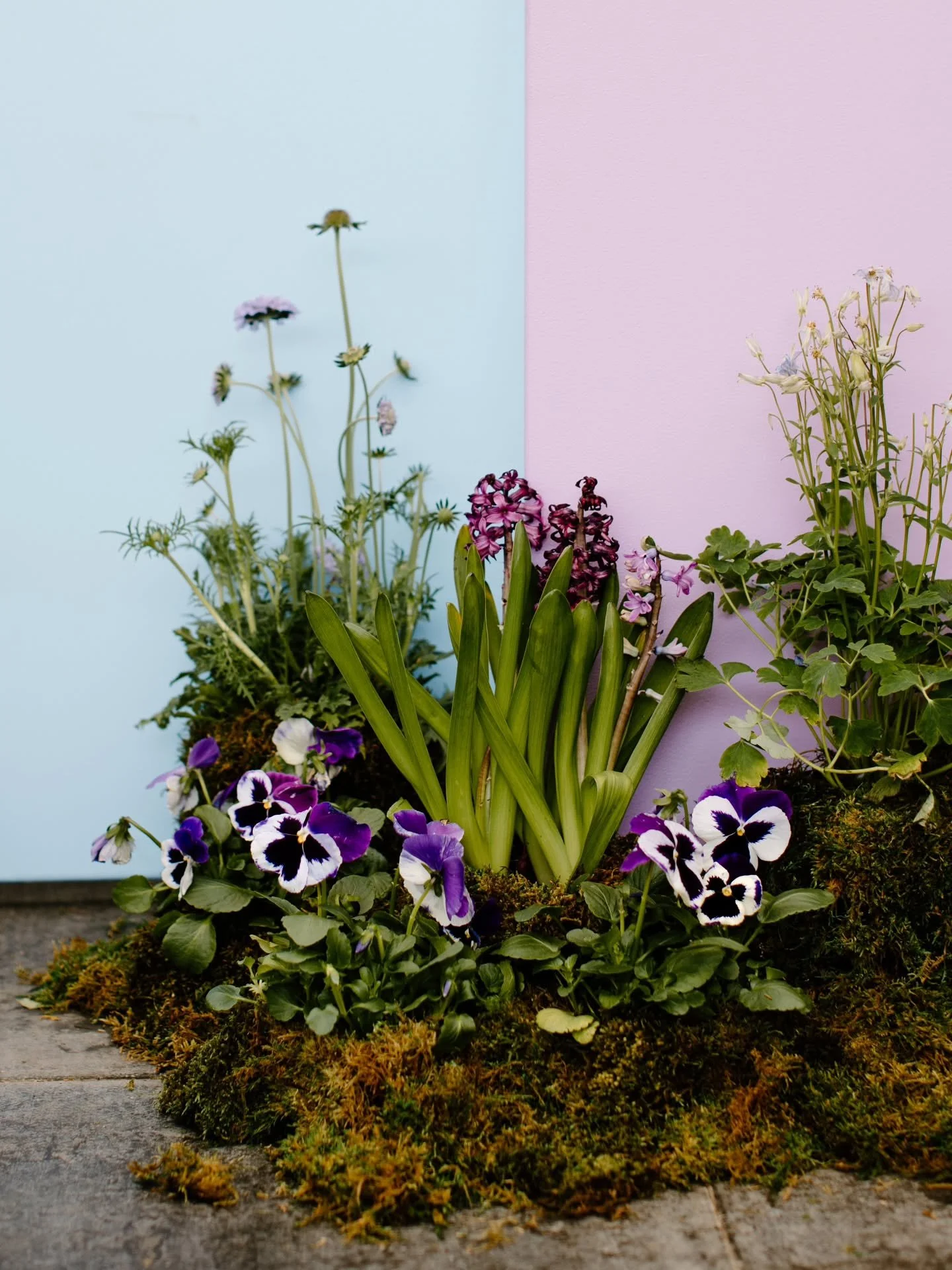 Spring doesn't need help. But we show up anyway. 🌷😜

There's something about this time of year, when hyacinth is practically perfuming the air and tulips are doing the absolute most, that reminds us why we source locally and seasonally whenever we 