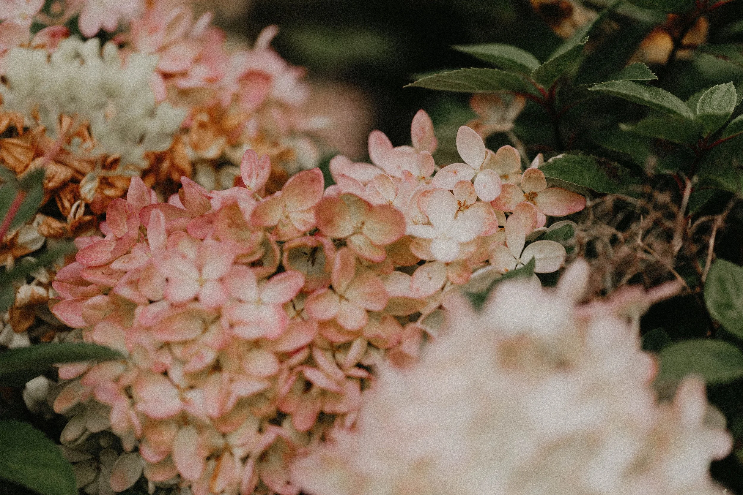 Late Season Hydrangea