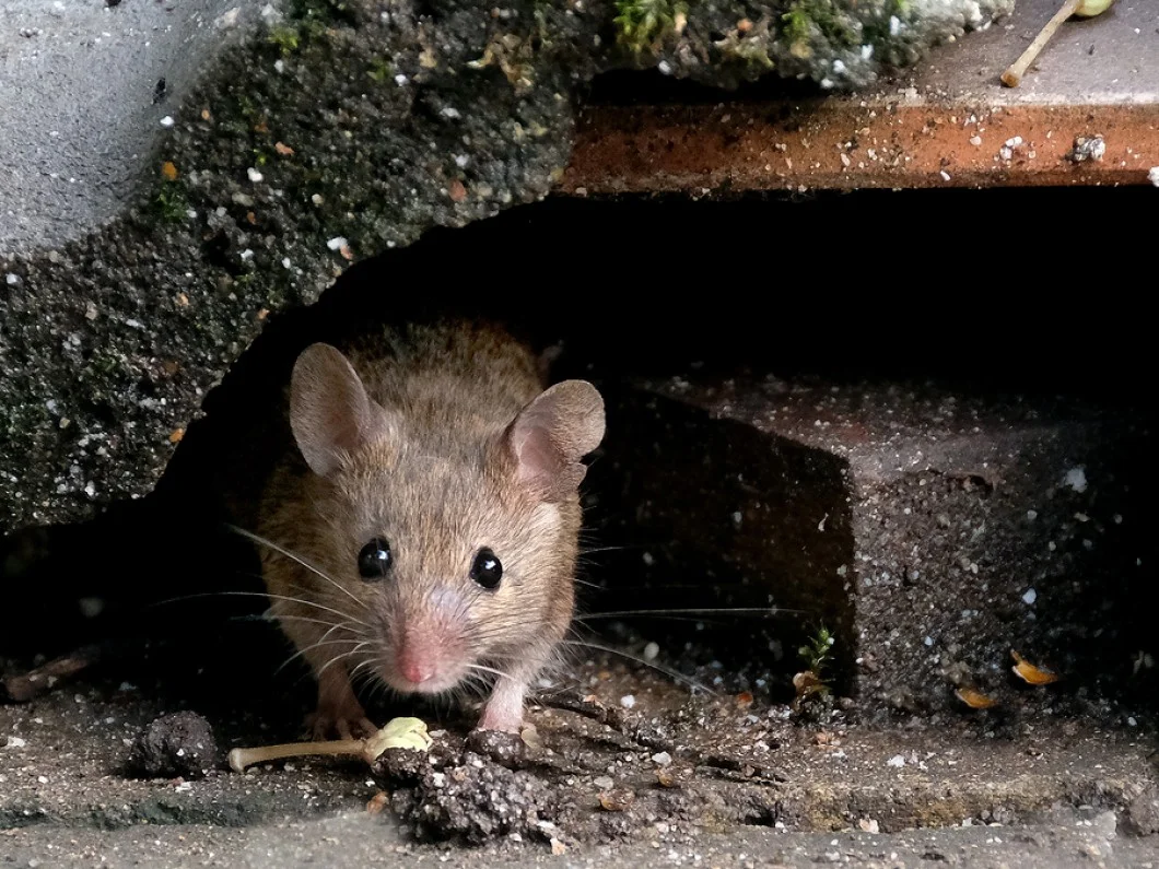 exterminate-mice.jpg