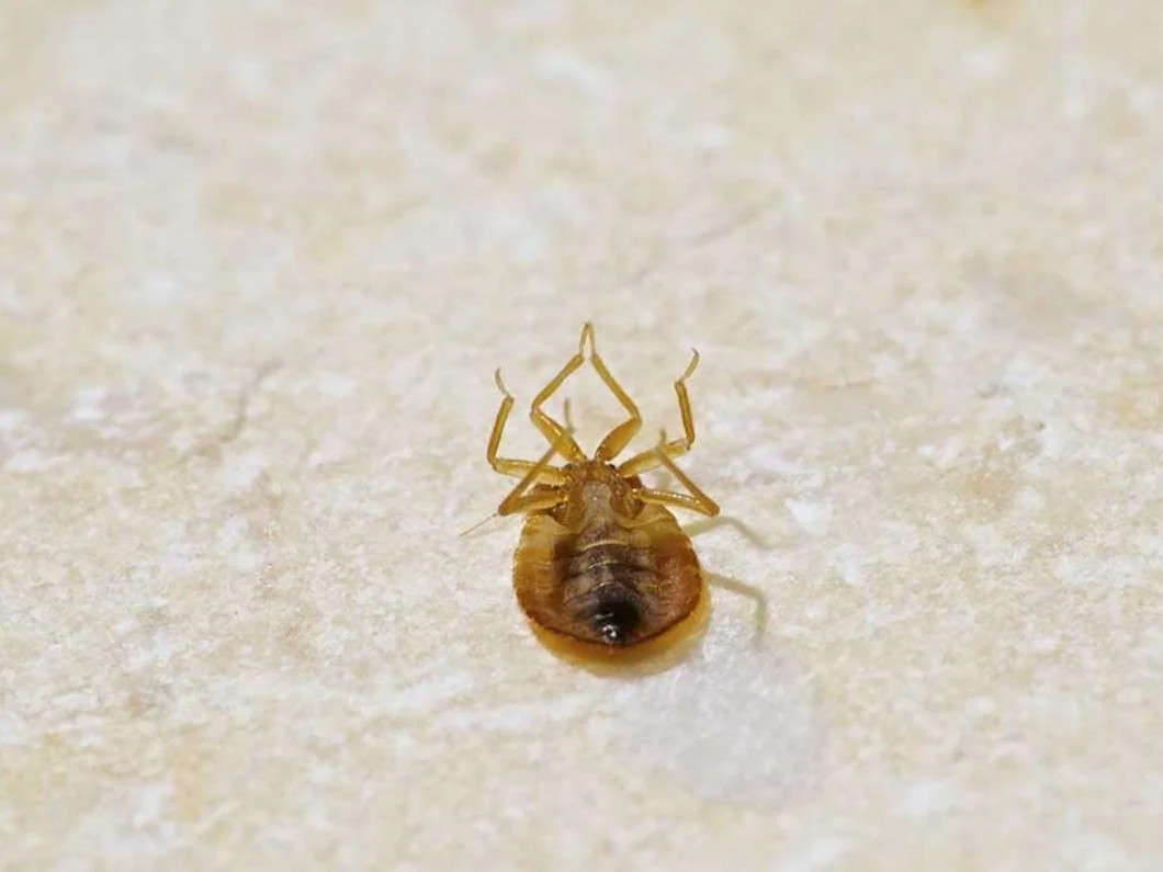 exterminate-bed-bugs.jpg