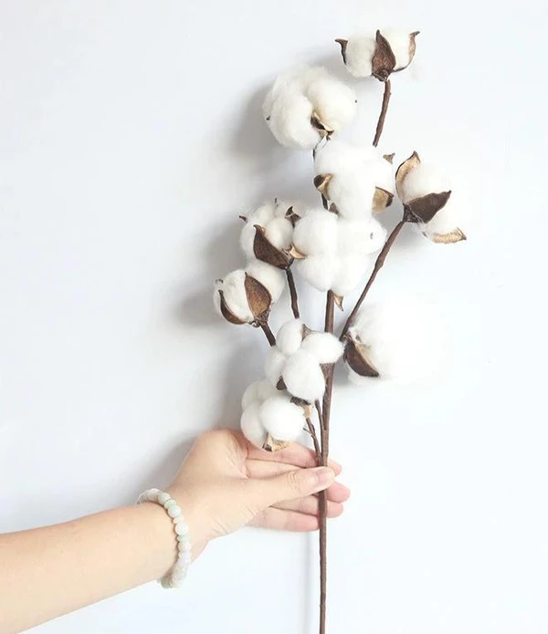 Blanche Cotton Flower.png