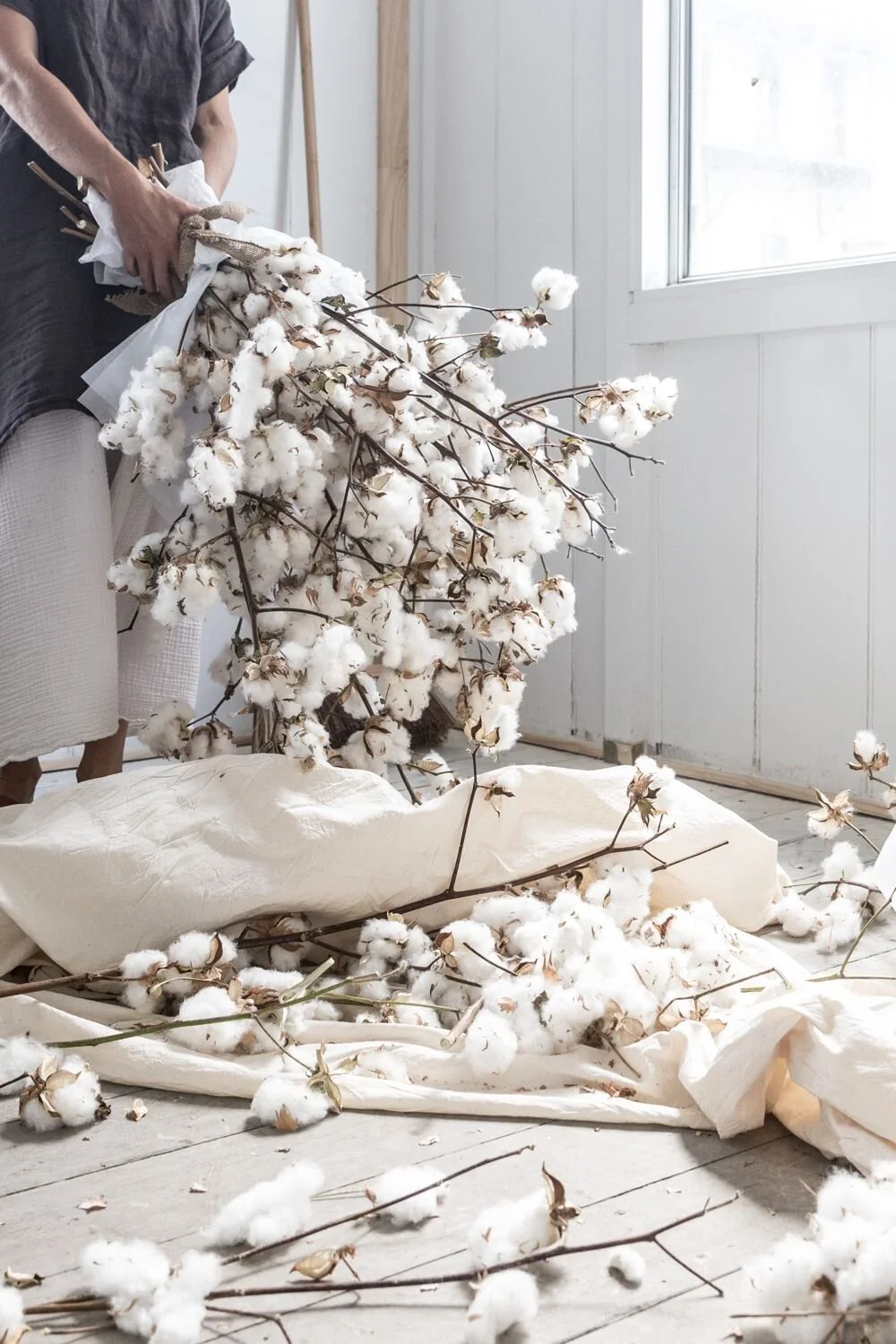 cotton dreams — the dailys.jpeg