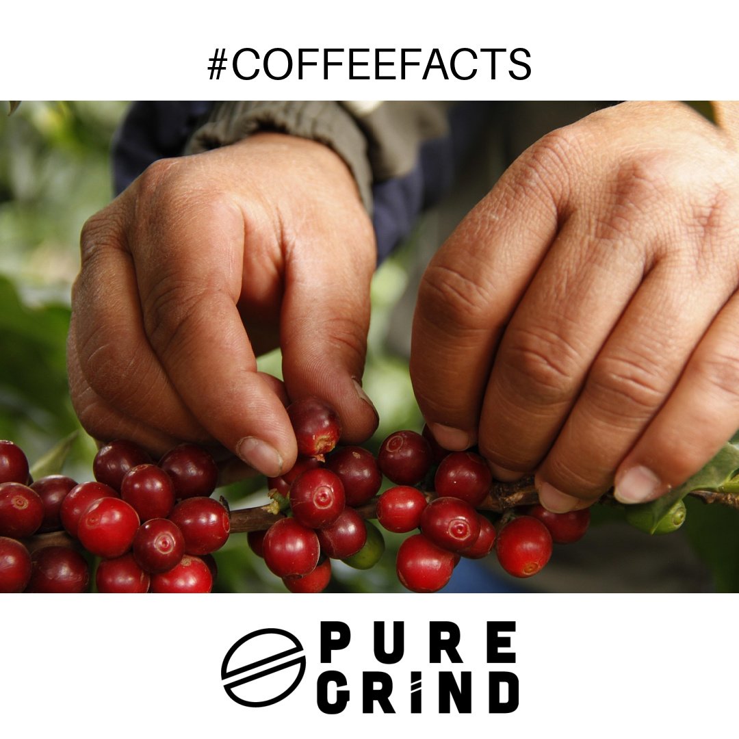 💡 Fun coffee fact 💡

Coffee beans are actually seeds! They&rsquo;re the pit of a cherry-like fruit. So basically, you&rsquo;re just having a salad. 🥗

#CoffeeFacts #HealthyChoicesRight