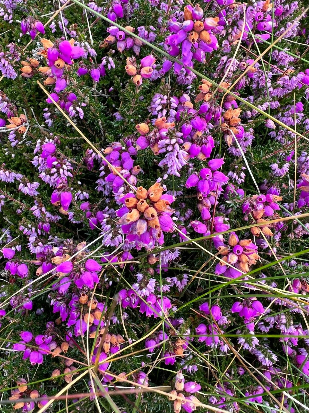 Bell Heather and Common Heather - Shetland.jpeg