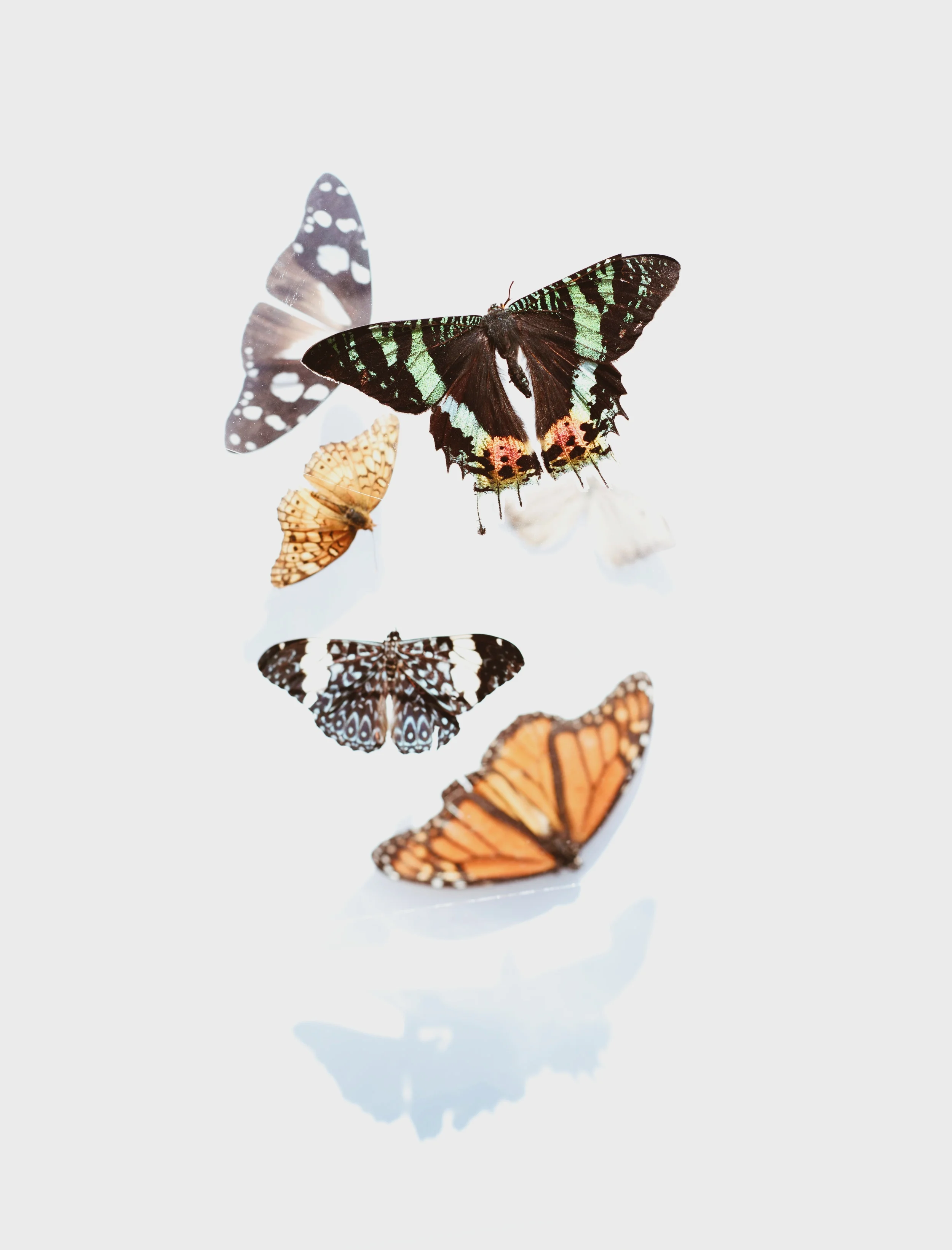 Transformational Therapy