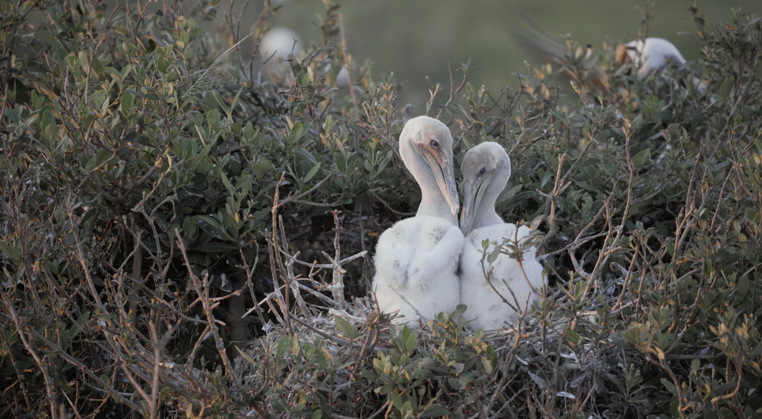 Louisiana By and Bye / Hakai Magazine, 2021