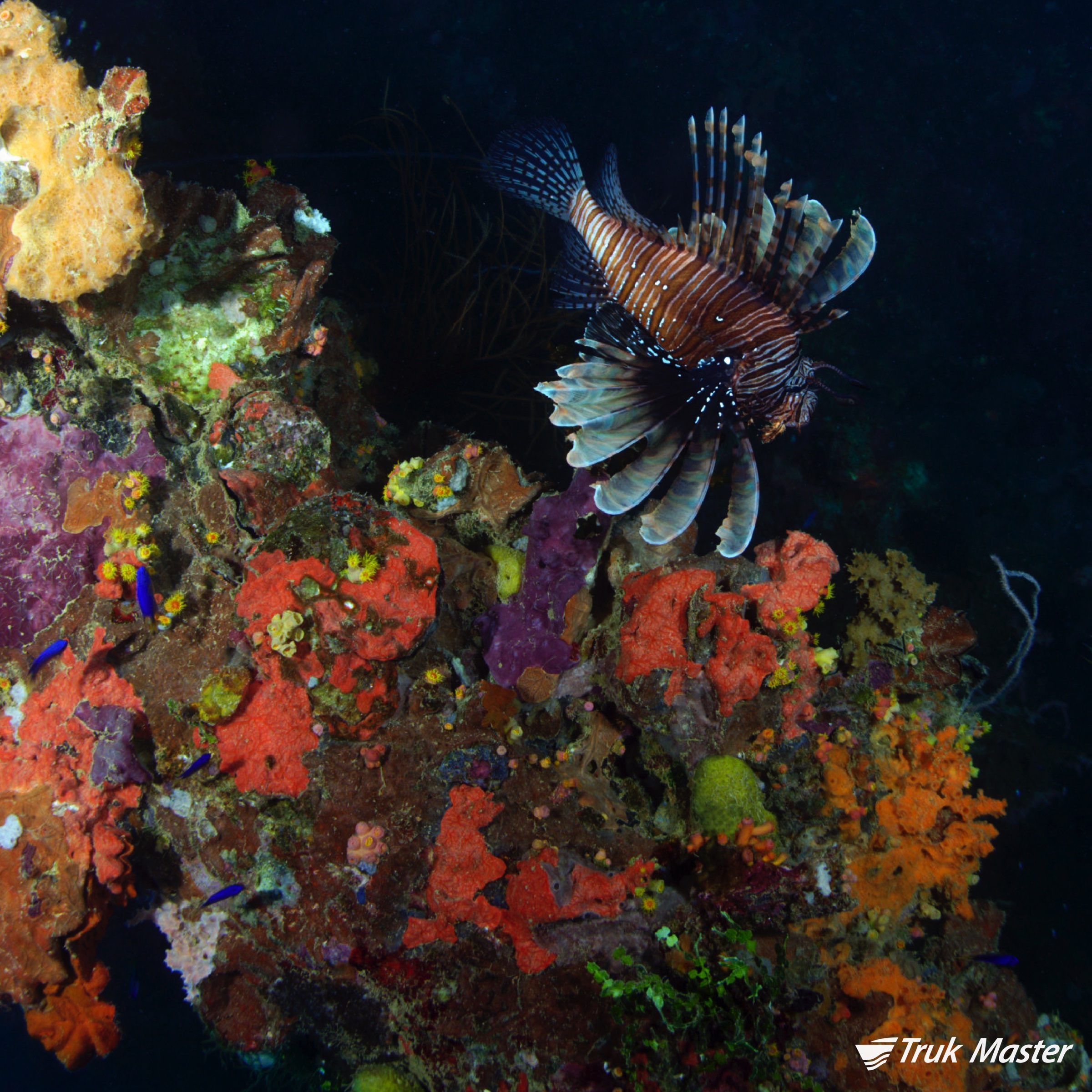 lionfish-yamagiri.jpg