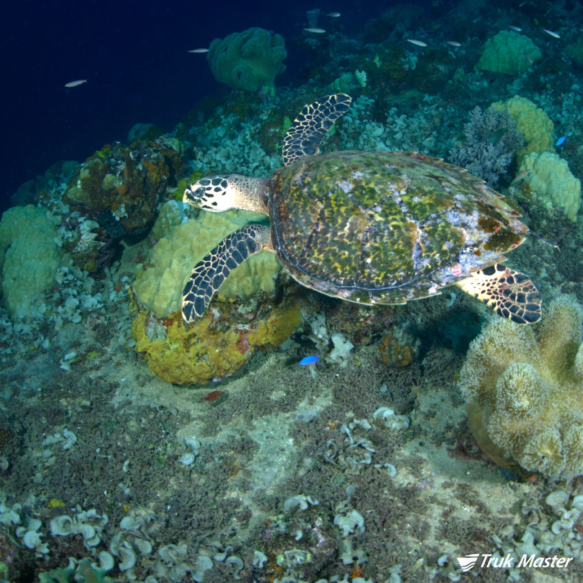 turtle-yamagiri.jpg