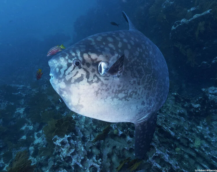 Galapagos CCR Update 🦖