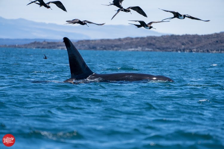 Galapagos 2023 SOLD OUT 🚨