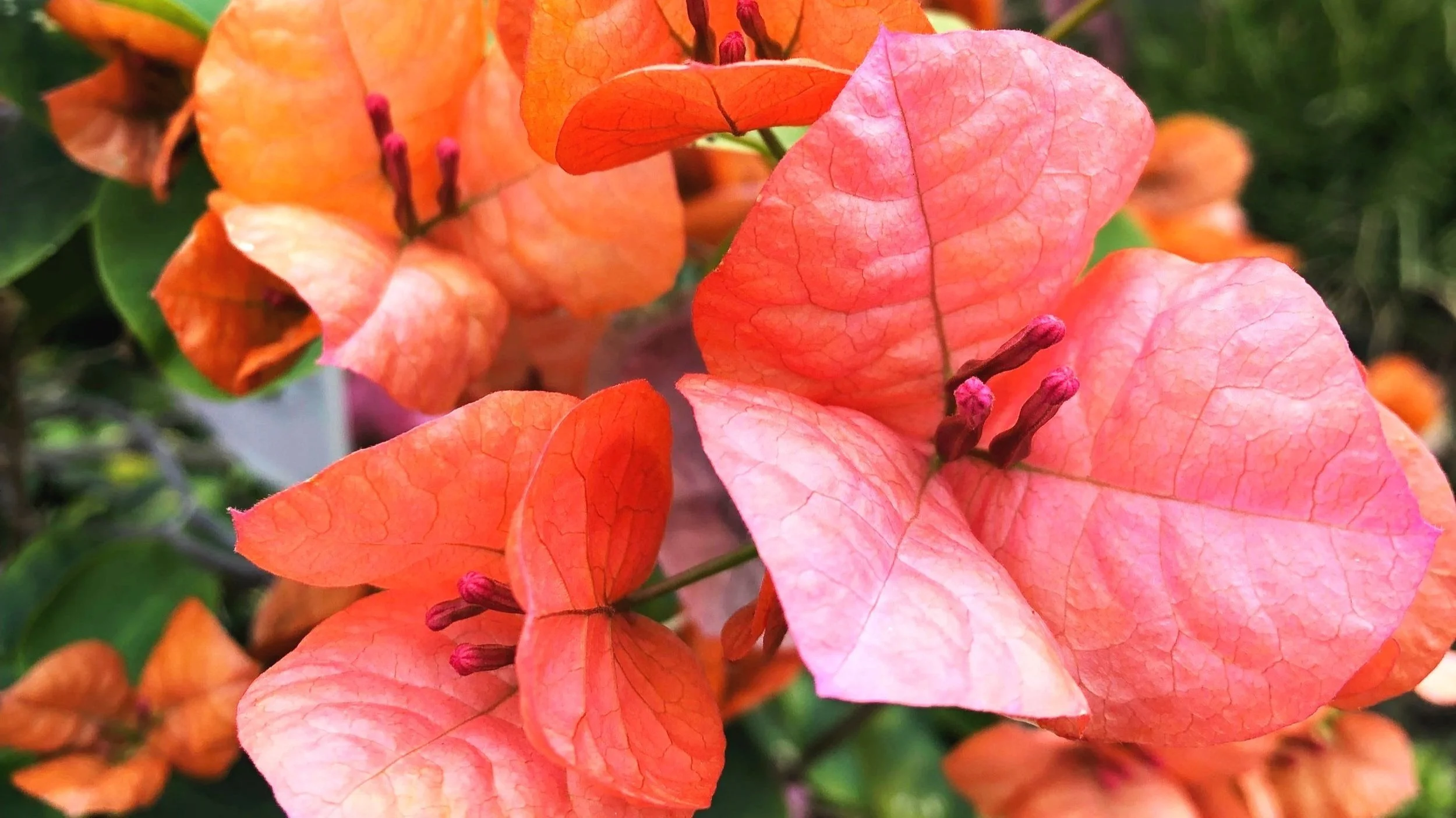 bougainvillea.jpg