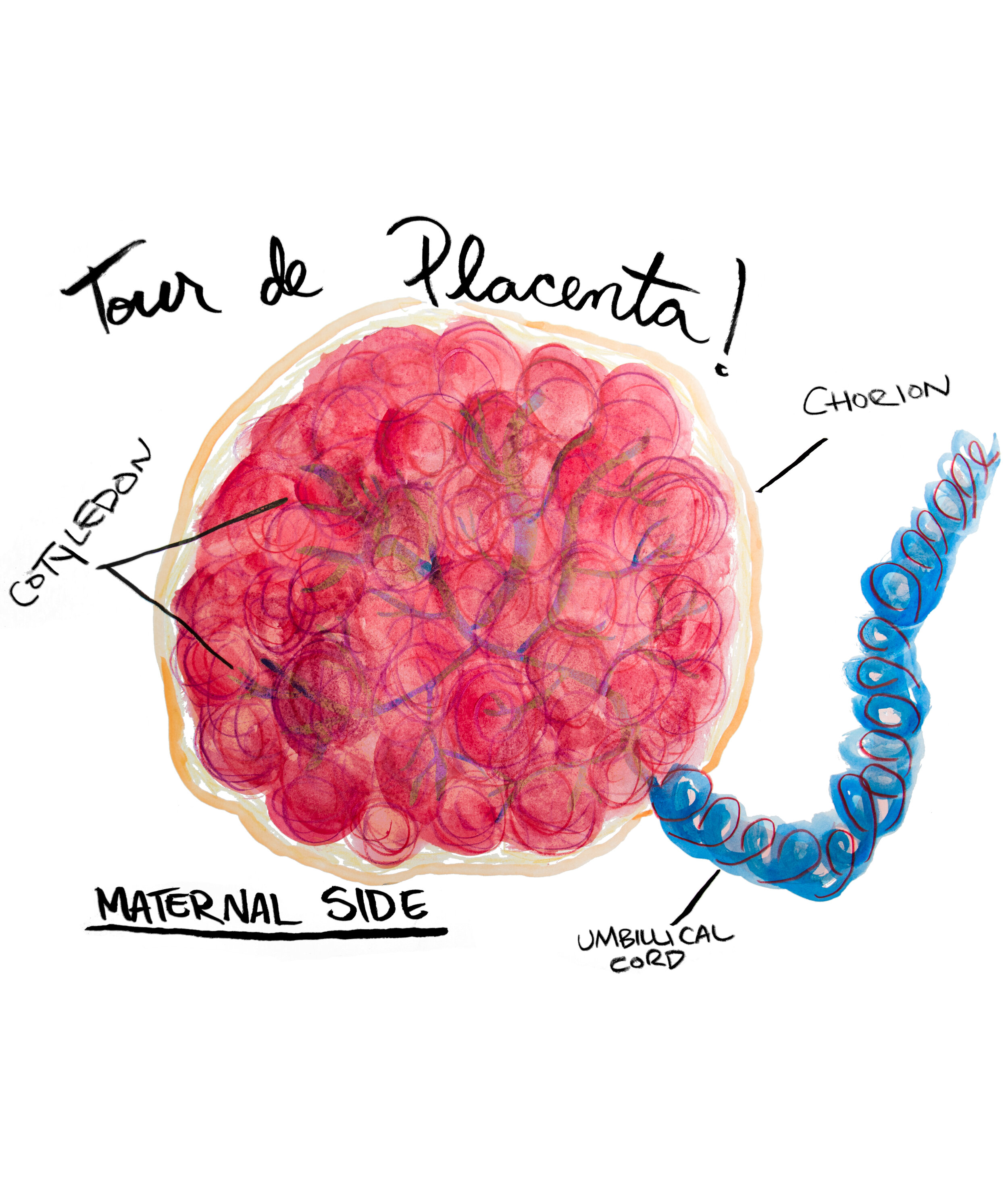 tourdeplacenta.jpg