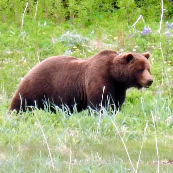 Testimonial_Travel_Alaska_Bear.jpg