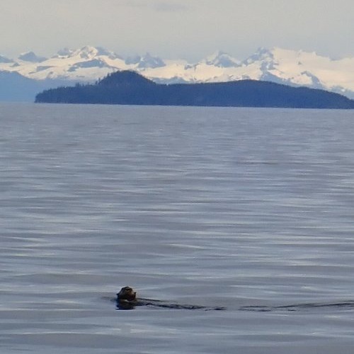Testimonial_Travel_Alaska_Seal_1.jpg