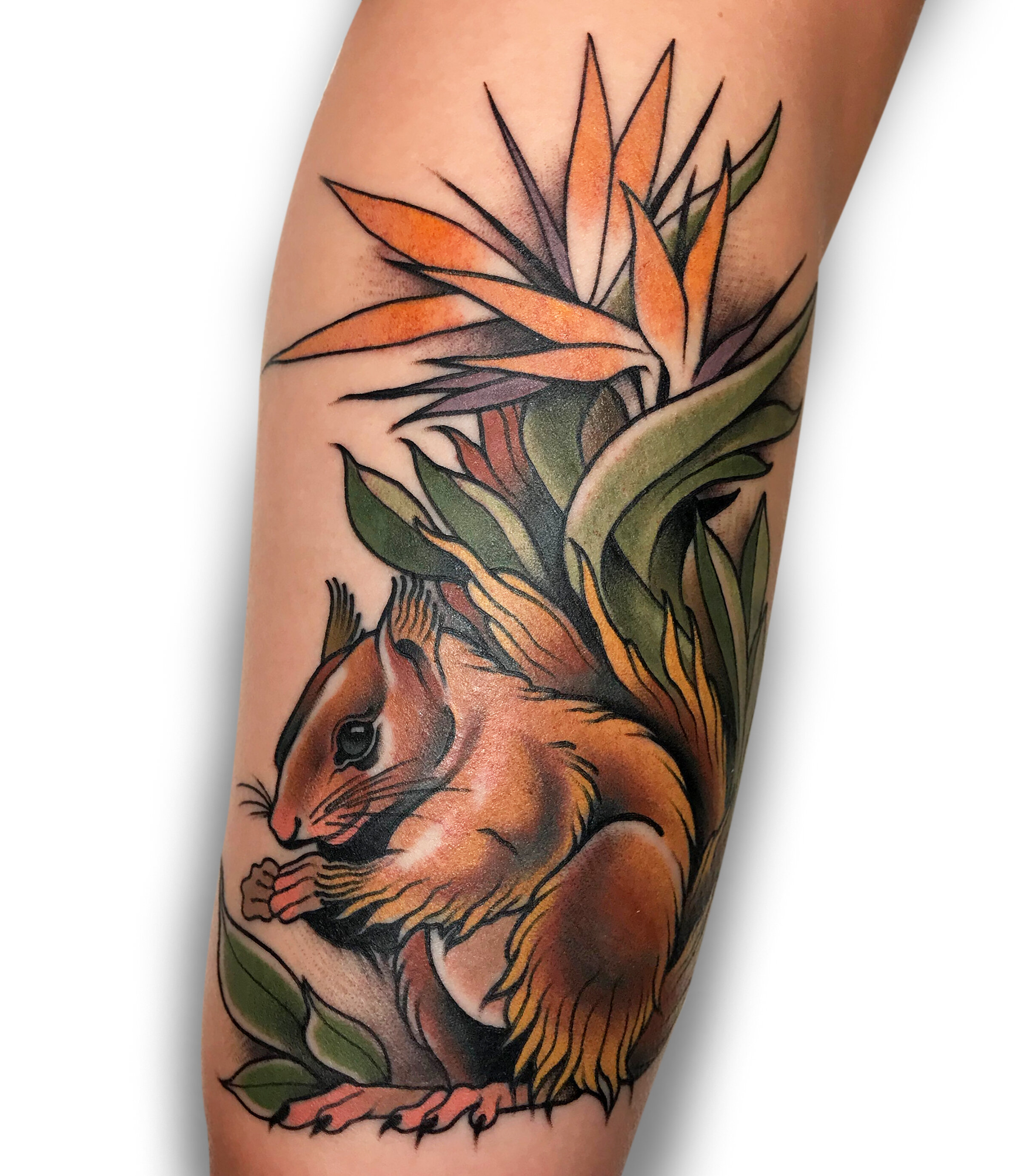 Photo tattoo Squirrel 04022019 182  idea for a squirrel tattoo   tattoovaluenet  tattoovaluenet