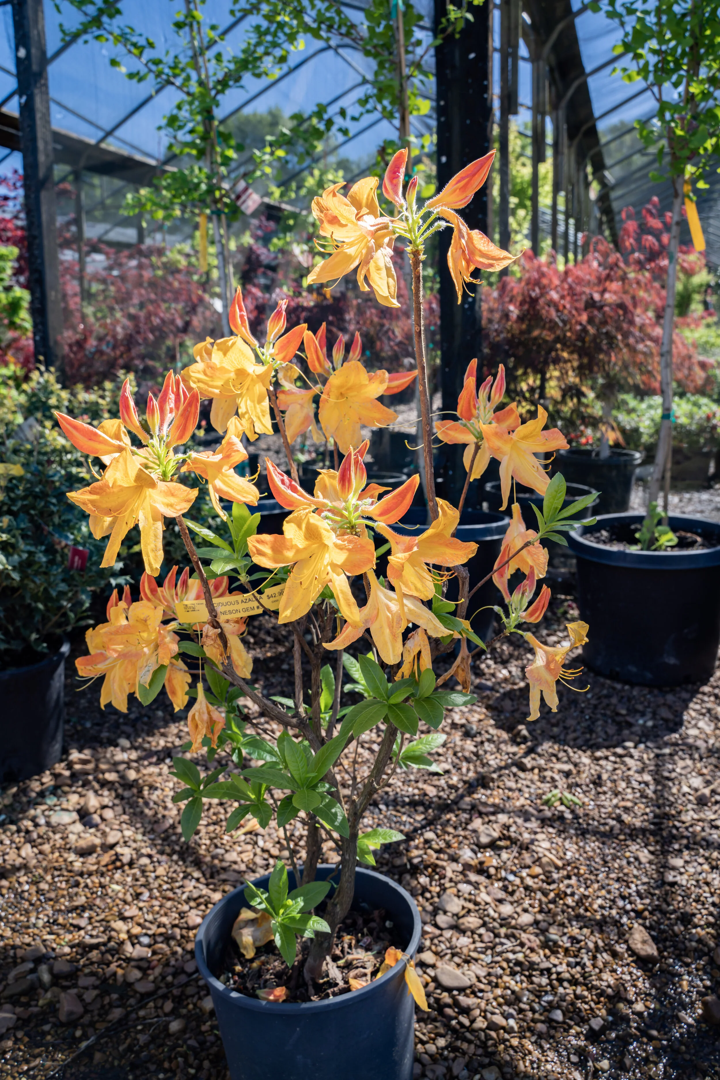 Photo Gallery — Digger O'Dell Nursery