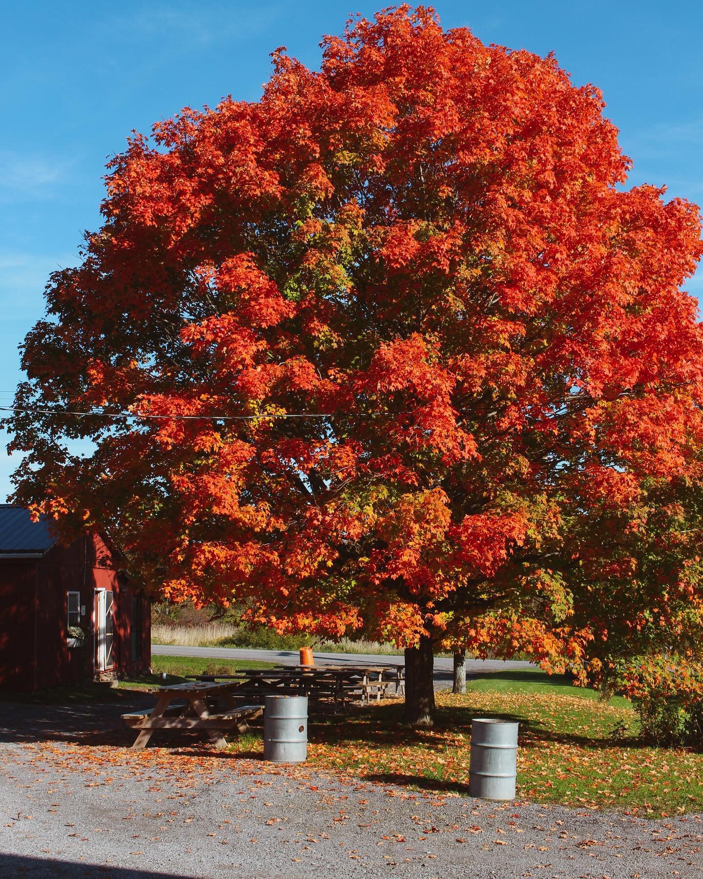 Sugar maples have the best color 🍁 Looks like peak for the holiday weekend. Breakfast 8-1pm on Saturday &amp; Sunday, we still have outdoor dining!

#leafseason #fallleaves #upstateny #catskillsmountains #holidayweekend #fallcolors