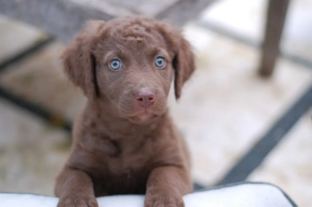 puppy-meditation-mindfullness- learn-how-to-meditate-elizabeth-irvine-truewellbeing.jpg