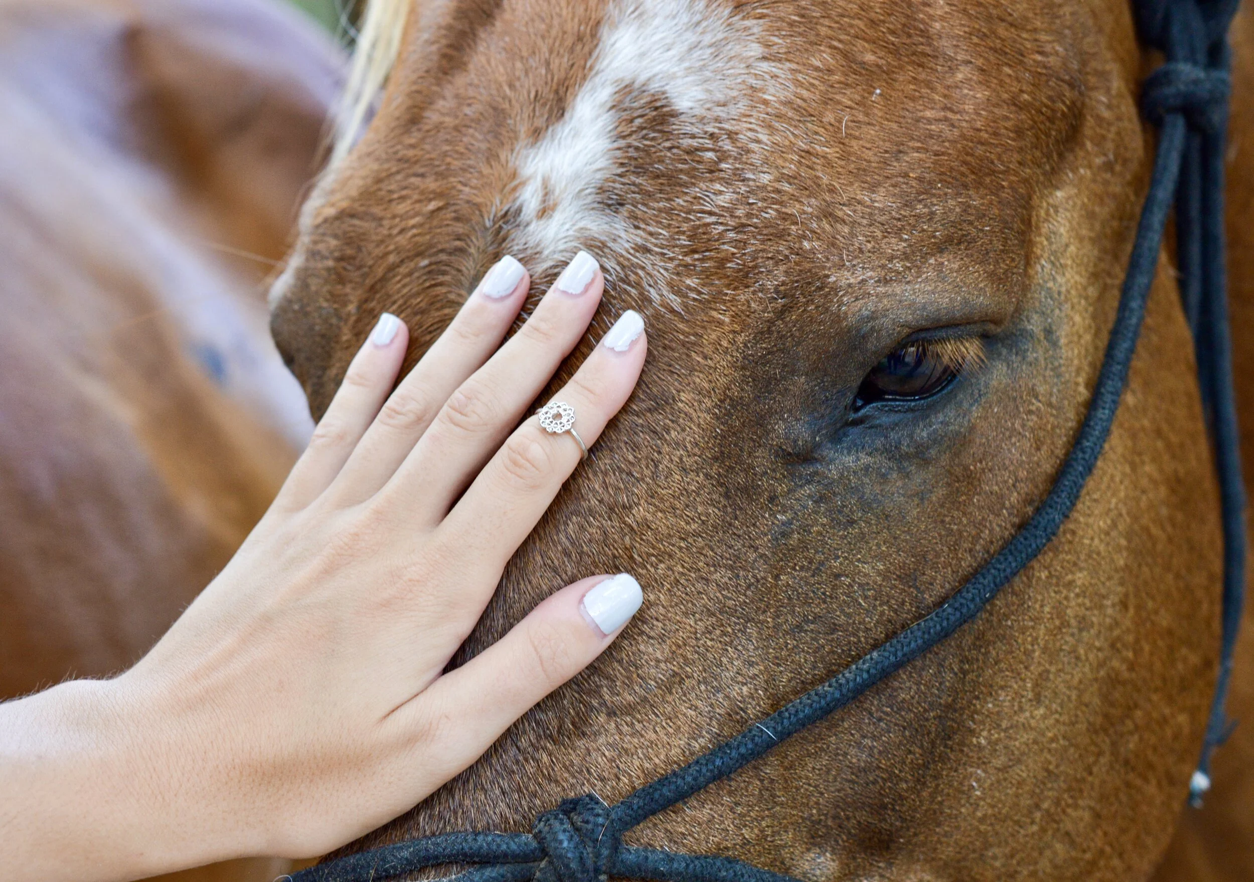 A connection with your horse, getting acquainted to a 1600lb animal is a gift of trust.