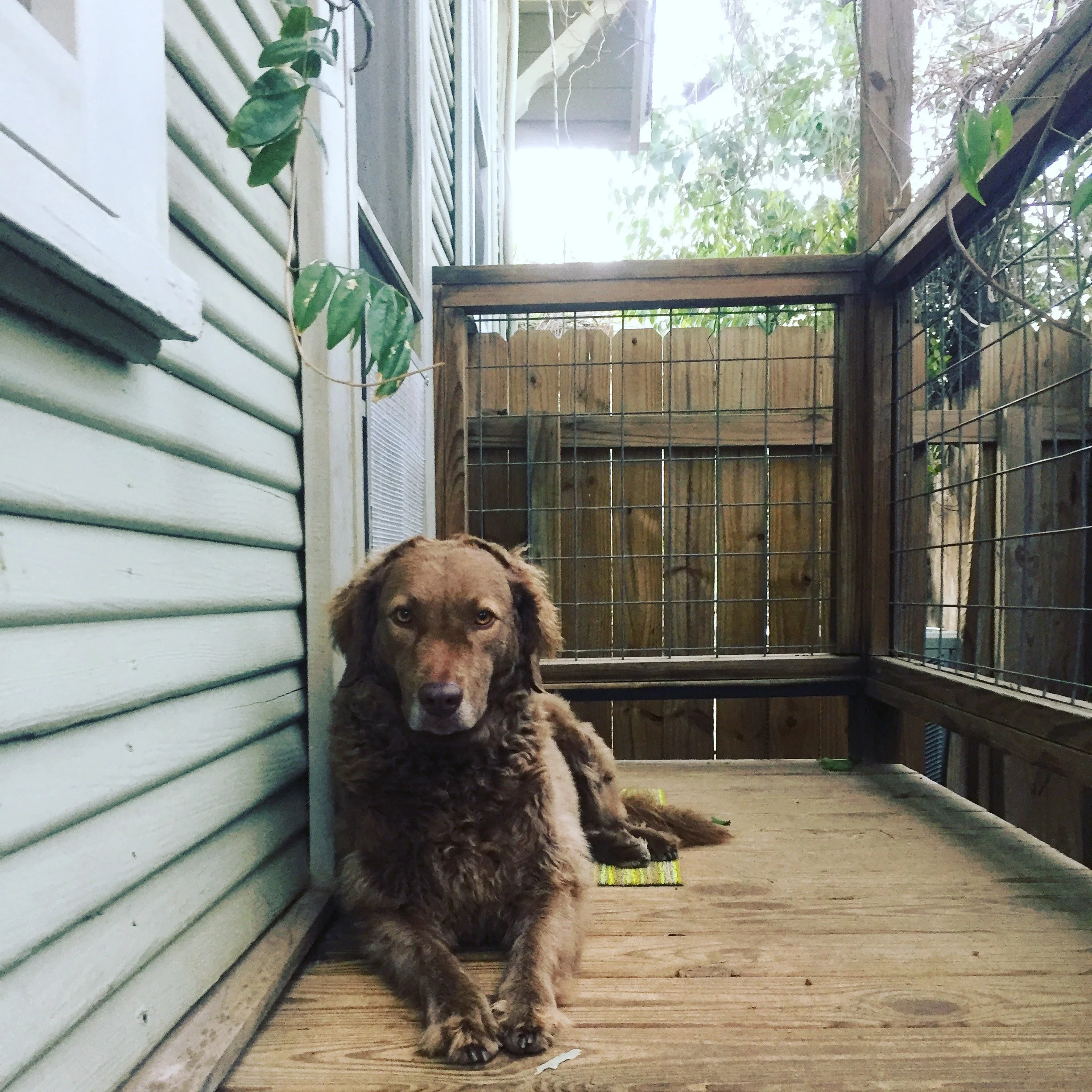 milly clarksville.jpeg