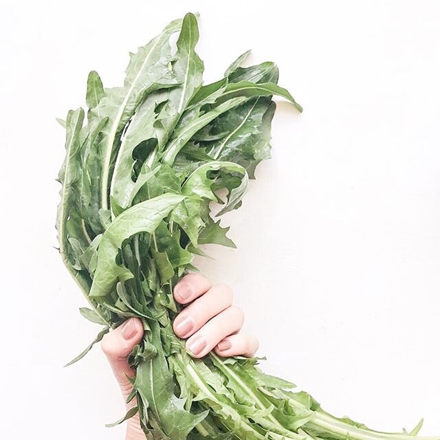 Dandelions!!! Spring is in full force and the dandelions are abundant everywhere you look. 🌼🌱⠀⠀⠀⠀⠀⠀⠀⠀⠀
⠀⠀⠀⠀⠀⠀⠀⠀⠀
These resilient plants are commonly considered weeds but they actually have some incredible nutritional and medicinal properties. The l