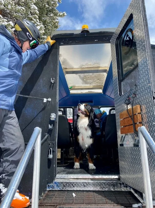 Revy the Berner