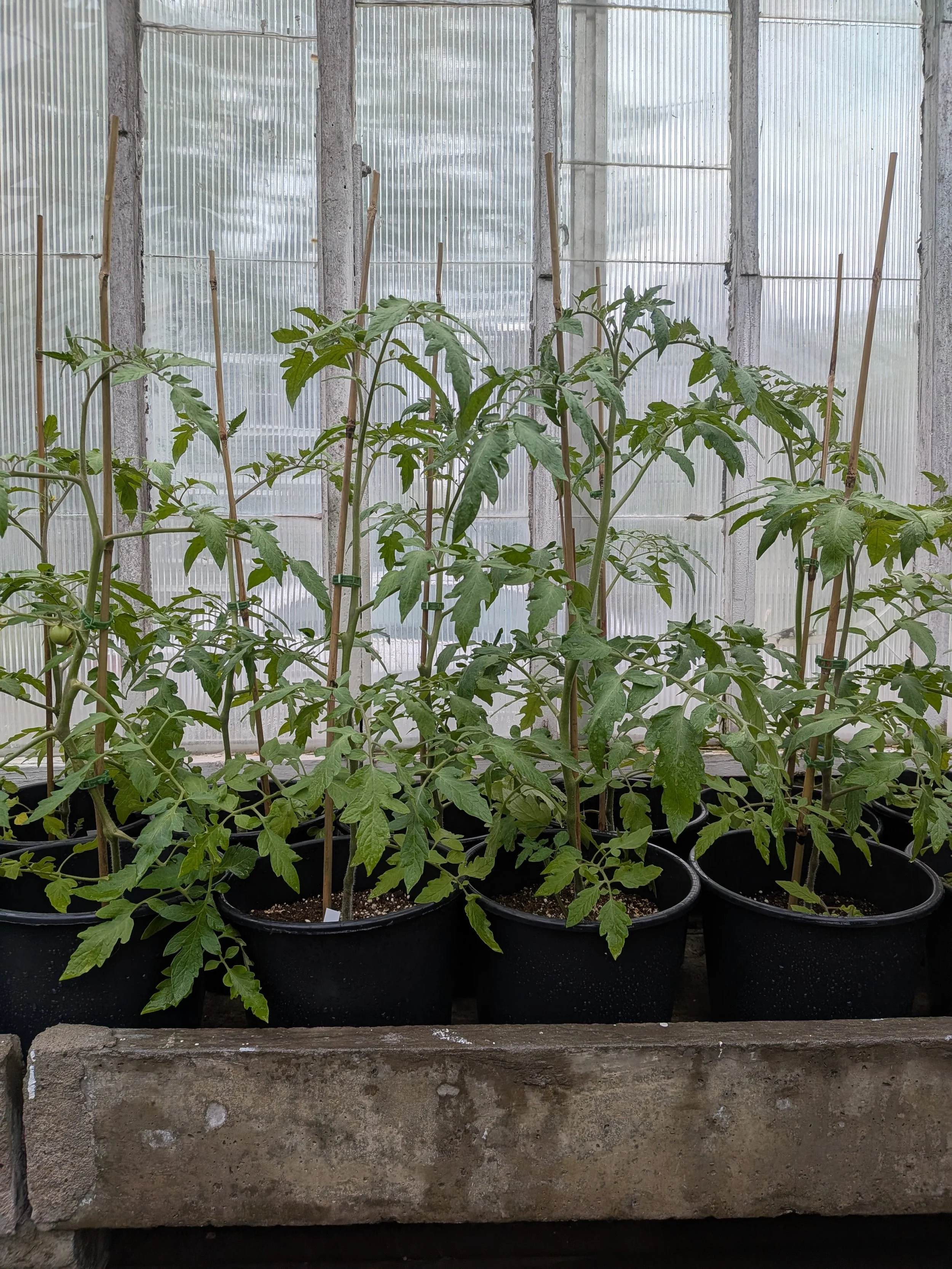 Plant Sale Fundraiser (Day 1)