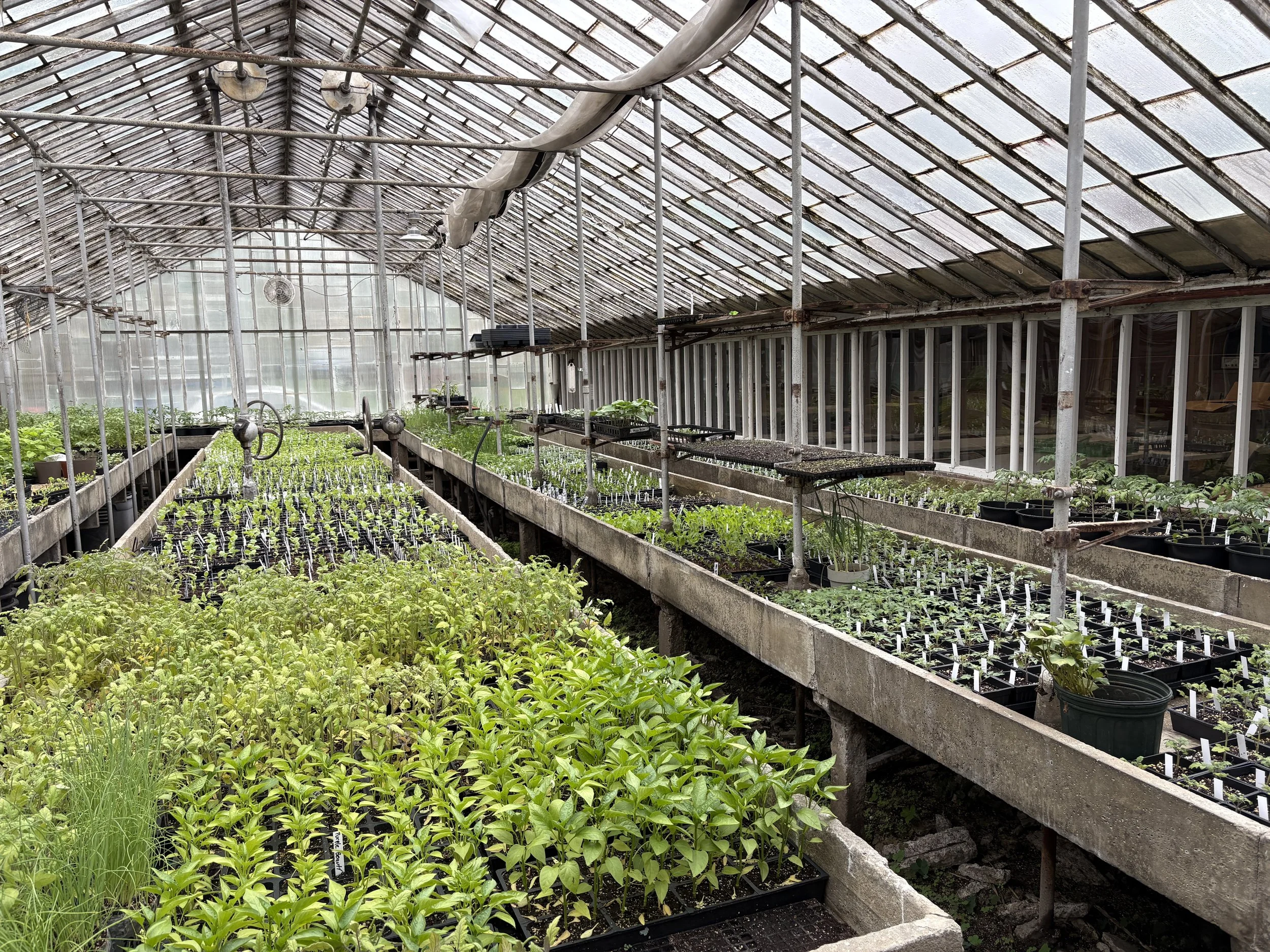 Plant Sale Fundraiser (Day 2)