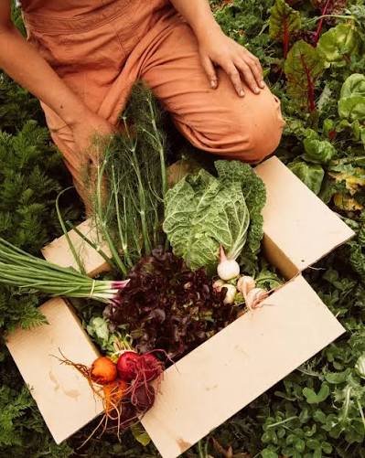 When & How to Harvest
