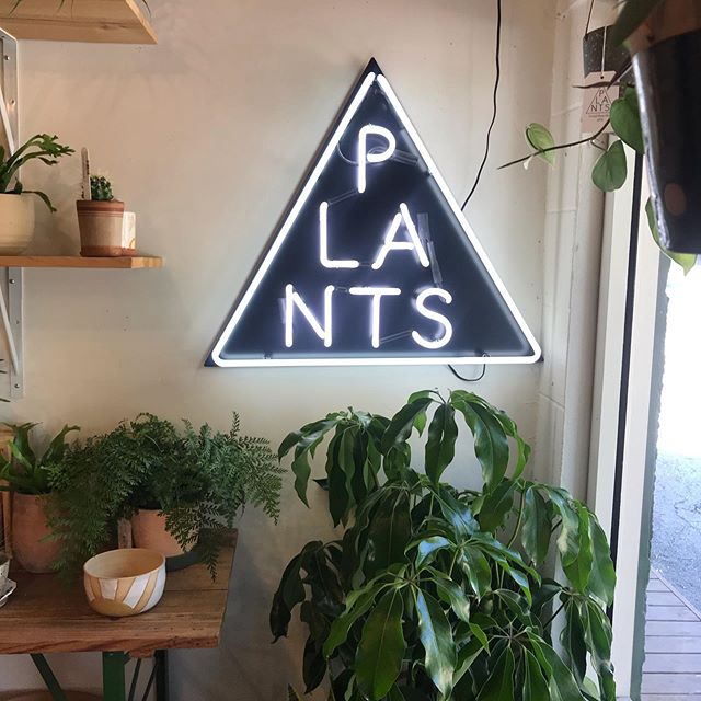 Neighborhood favorite. @frondplantshop