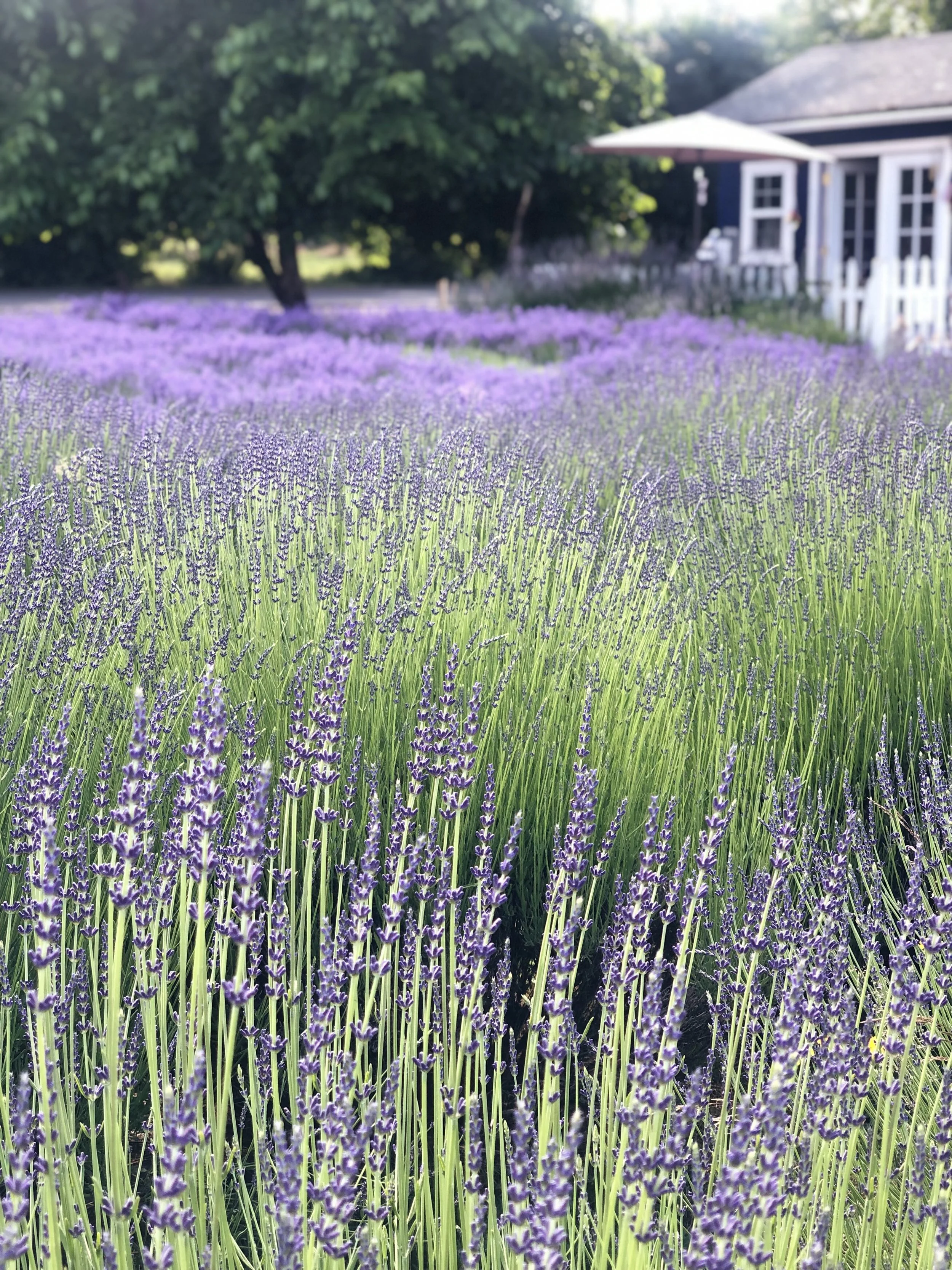 Lavender UPick