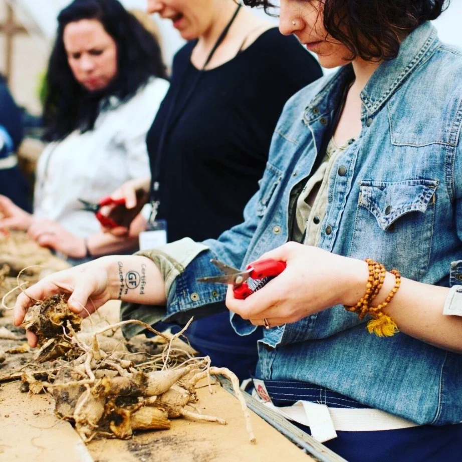 Dahlia 101 and Tuber Dividing Workshop 