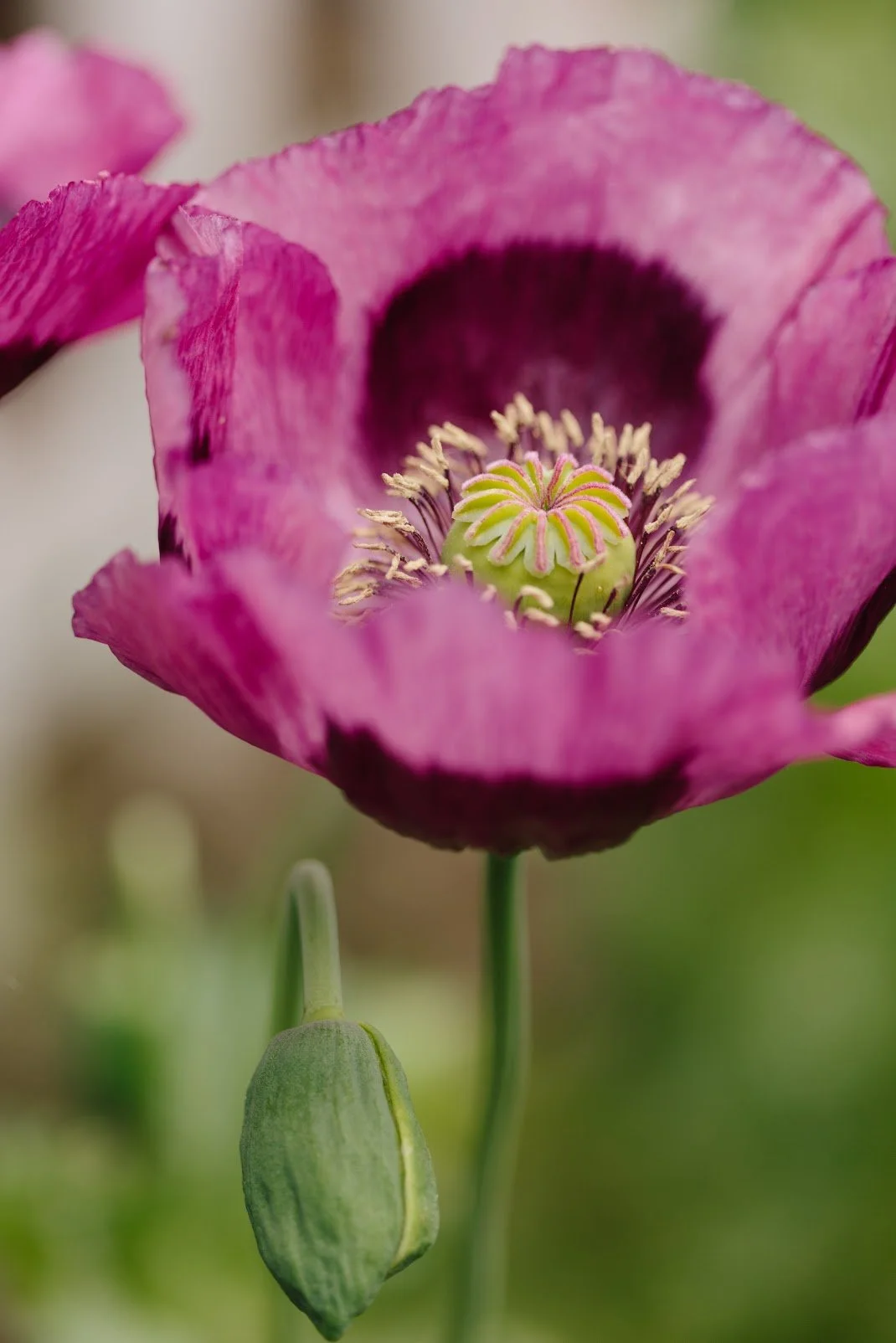 Poppy Seed