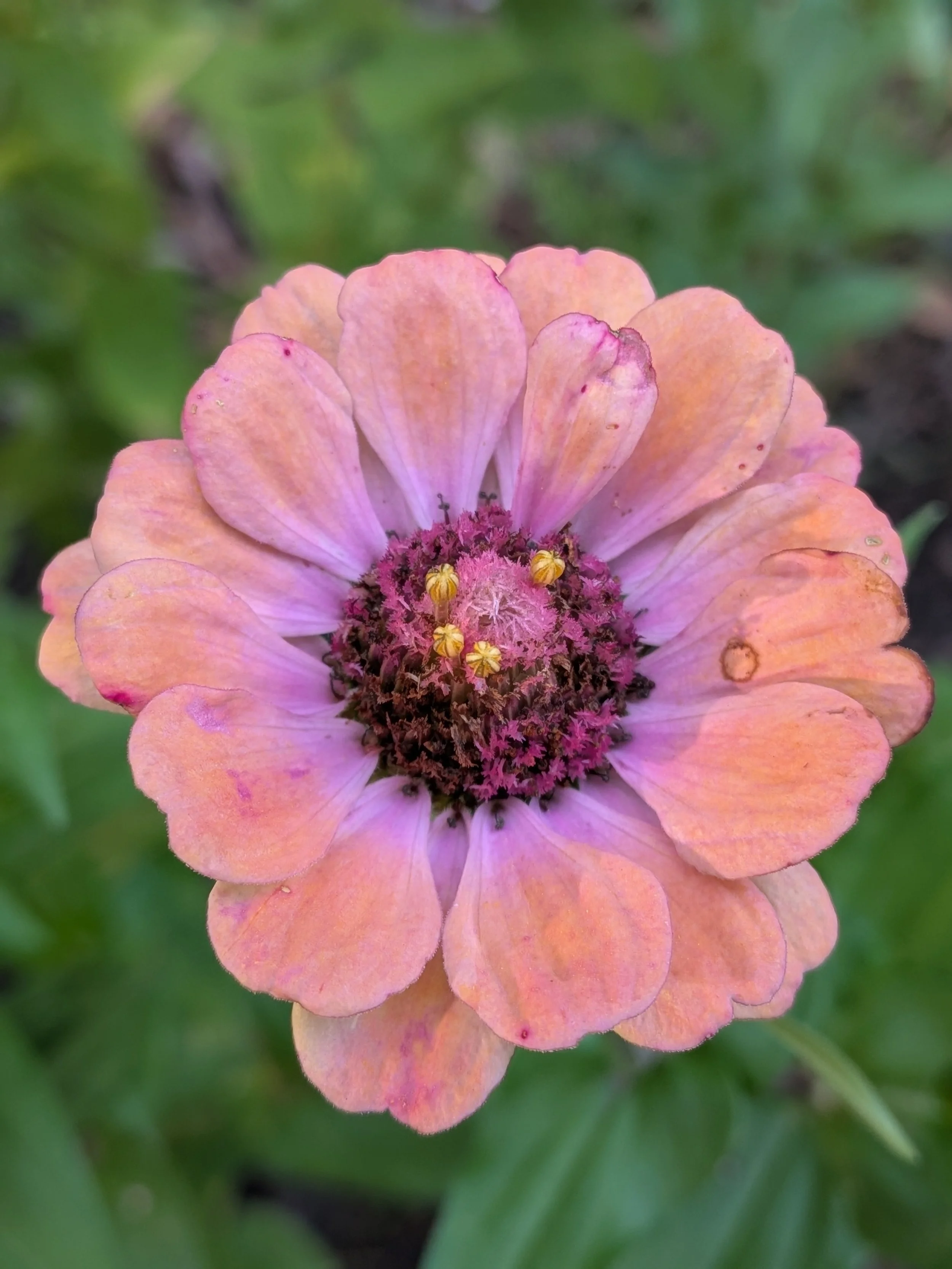 Book an intuitive reading with Adriana Teodoro-Dier