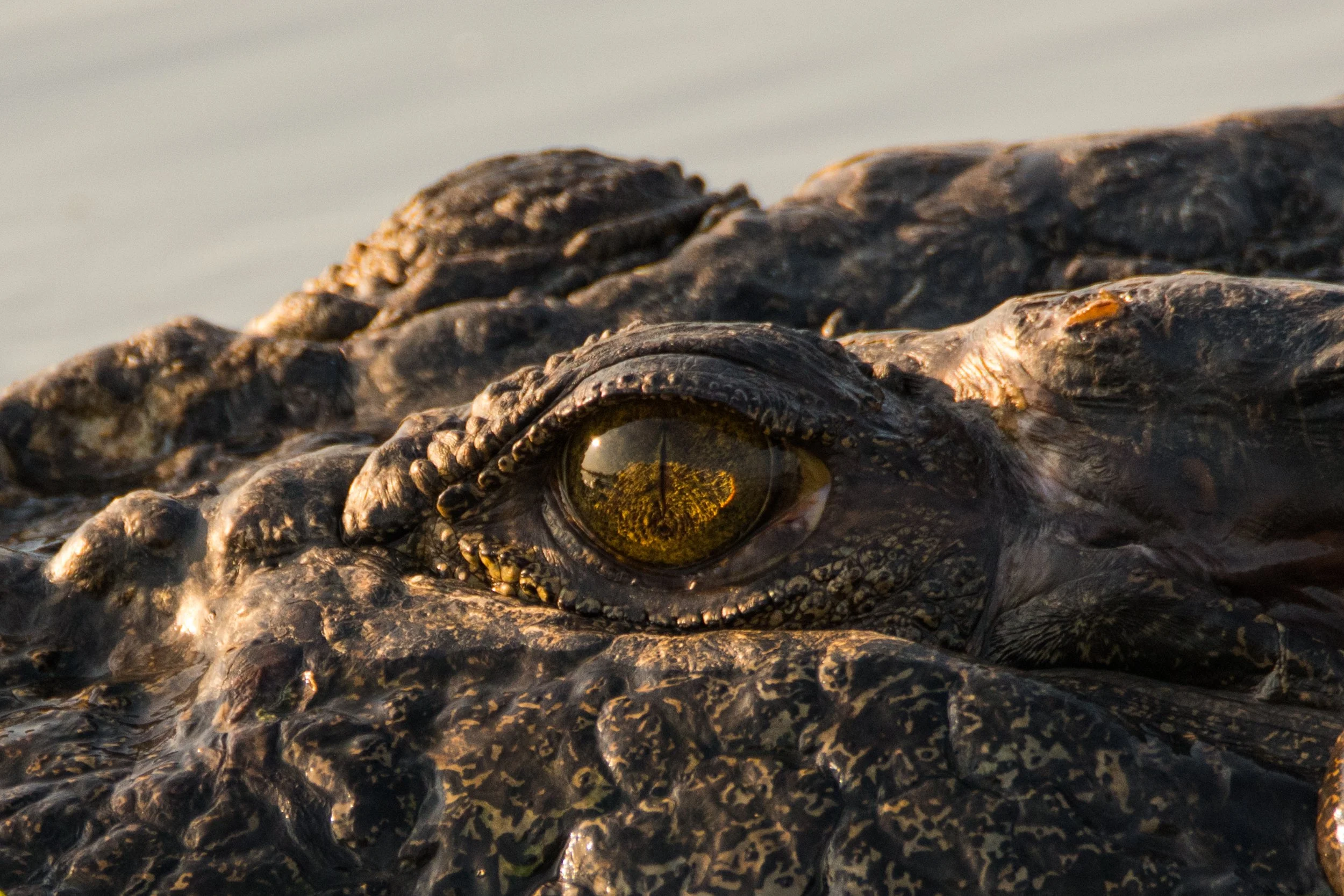 Kakadu: A Wildlife Photographers Paradise