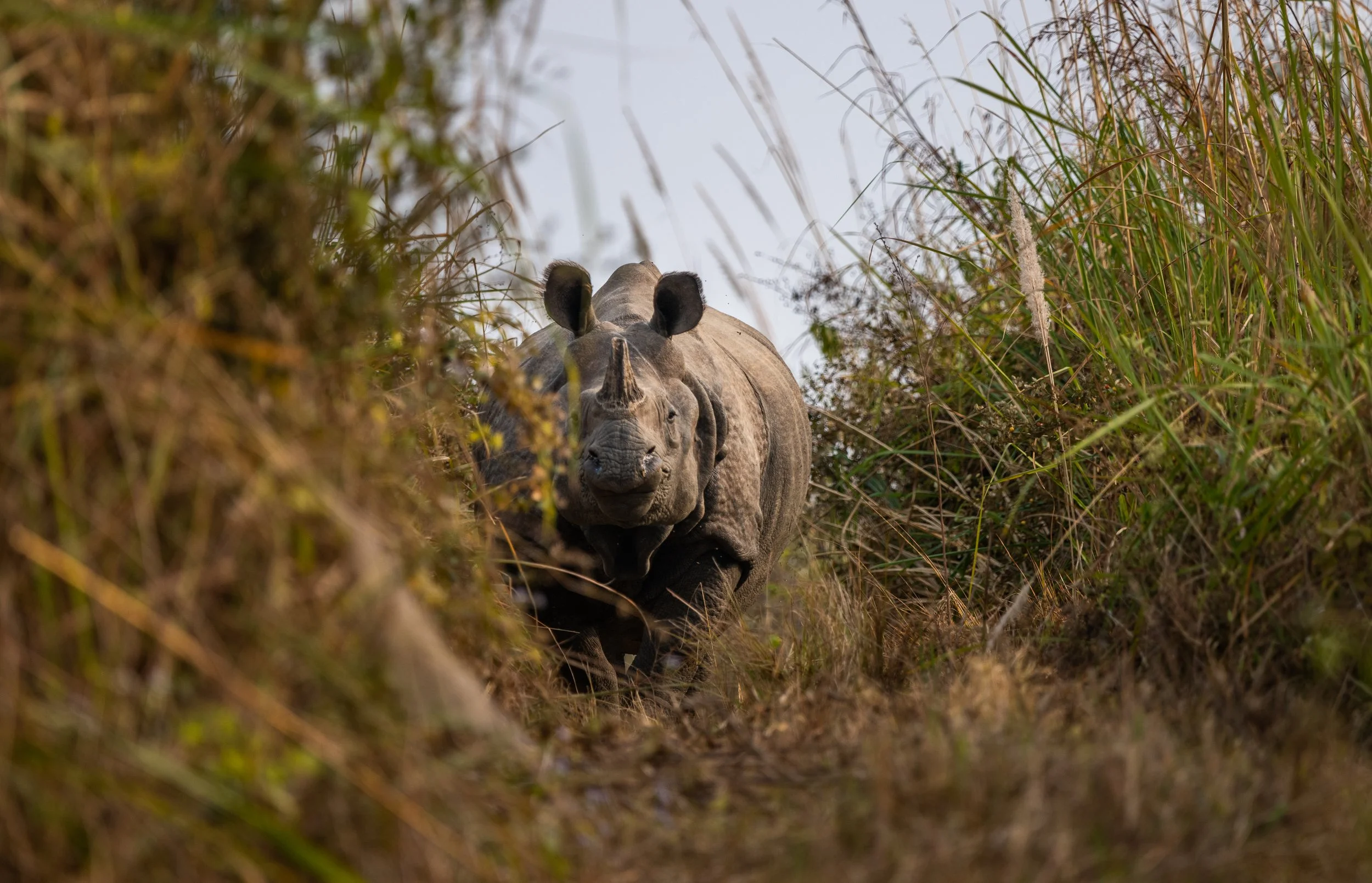 Chitwan National Park, Nepal: Rhinos, Tigers and Elephants
