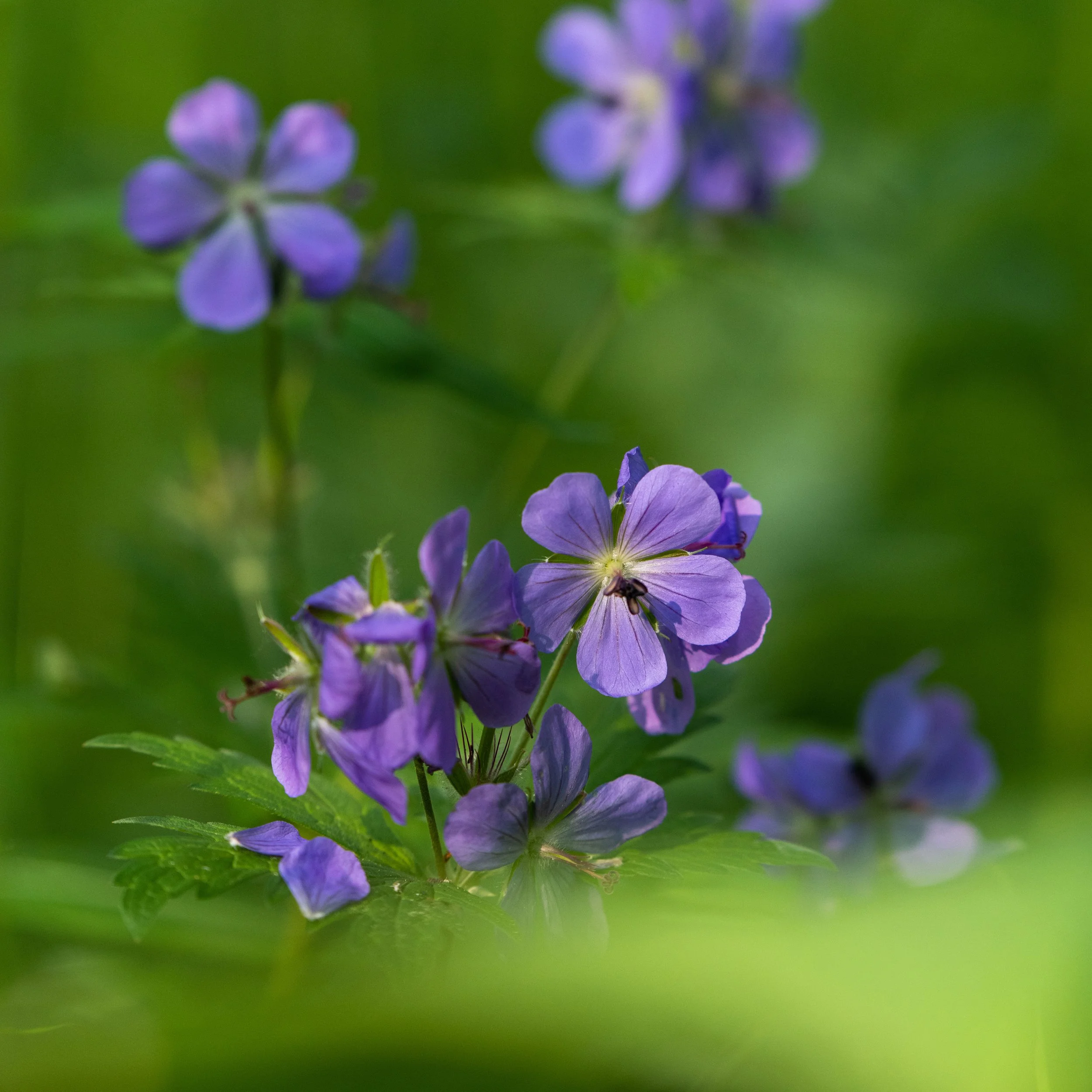 Wild Iris