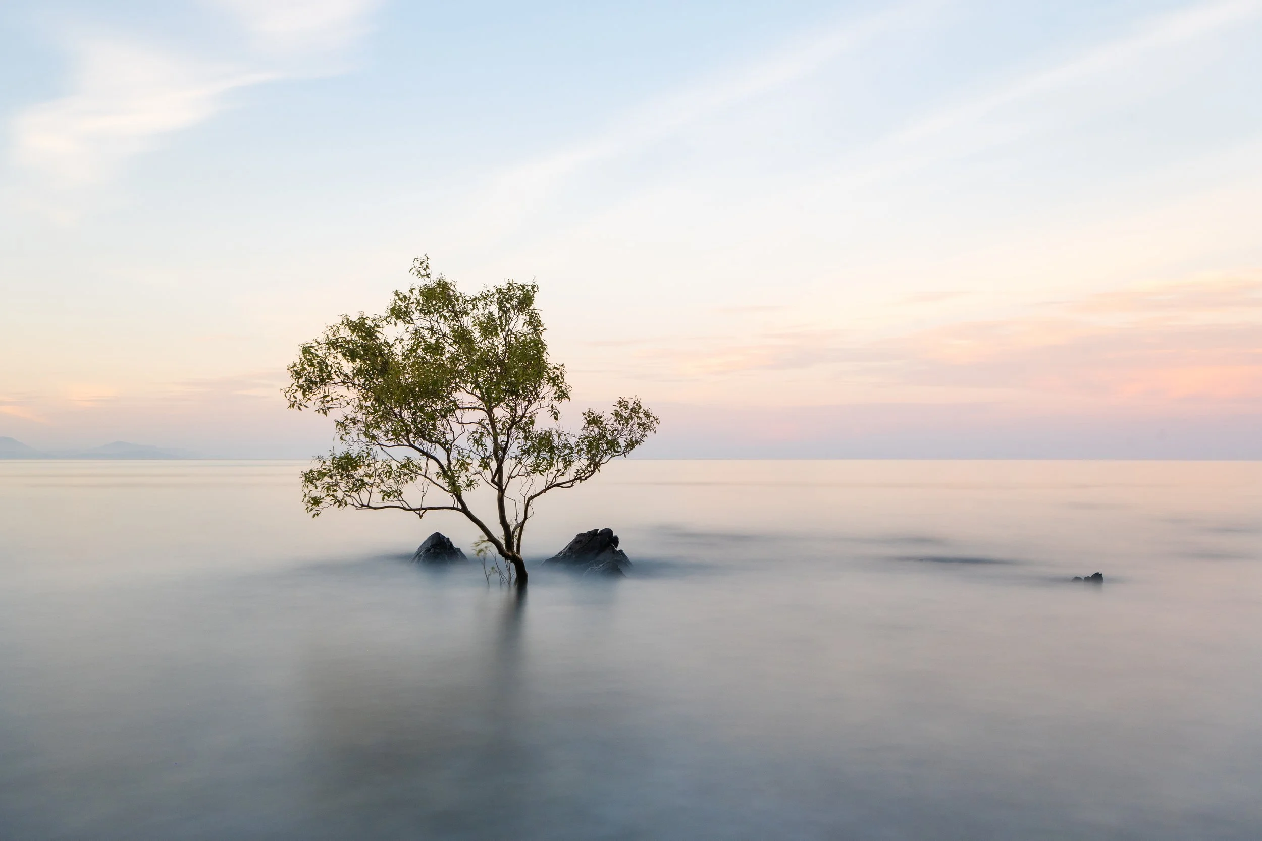 TreeInOcean.jpg