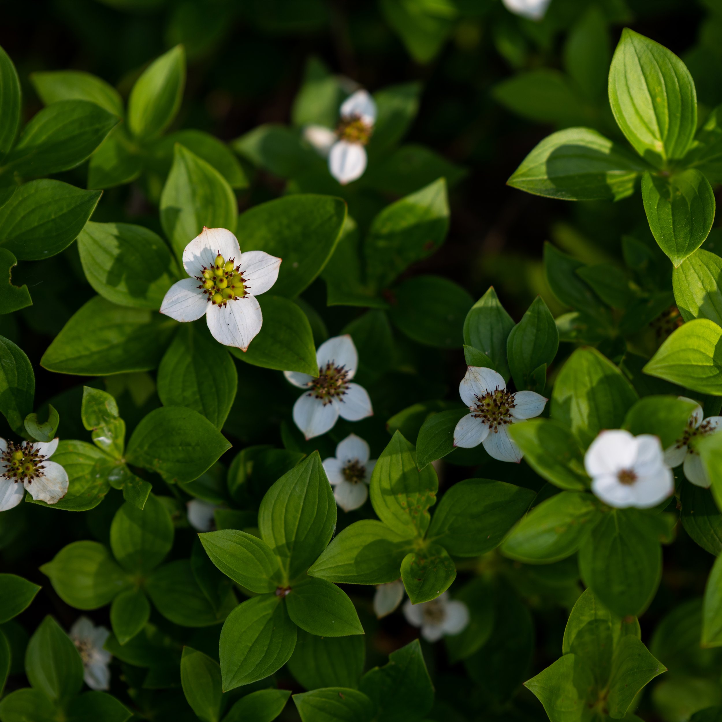 Dwarf Dogwood