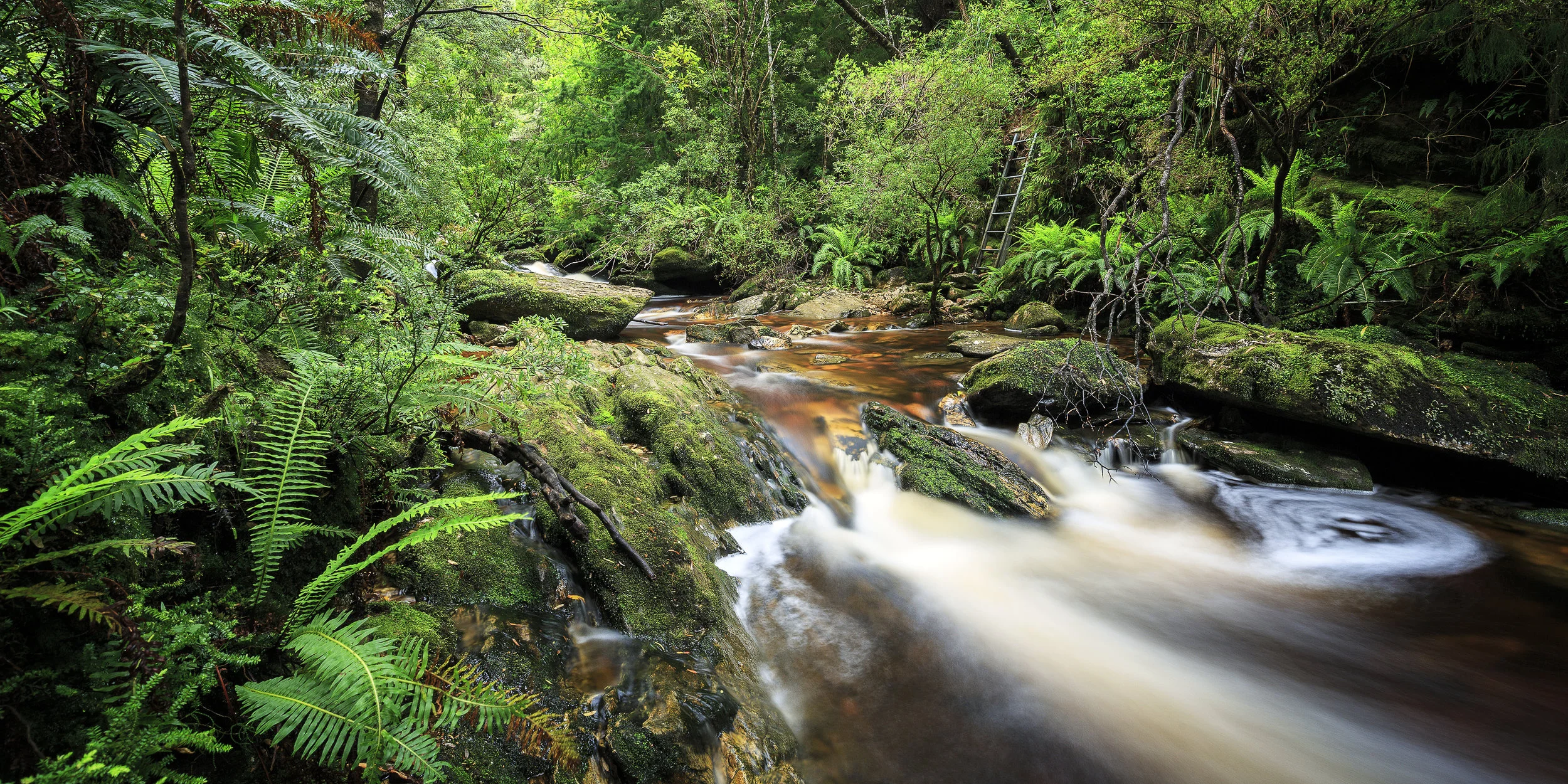 141223_Franklin River_048.jpg